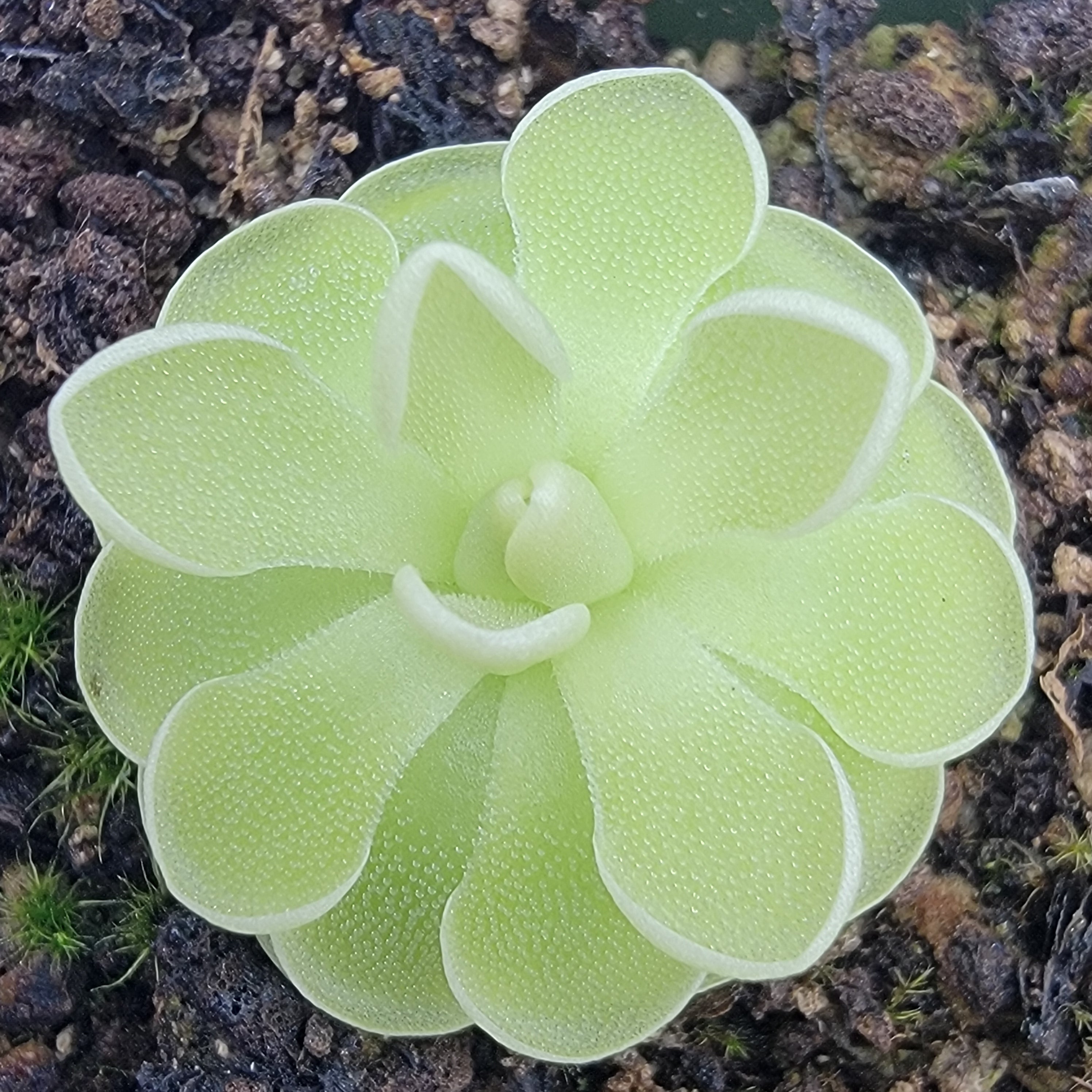 Pinguicula ehlersiae (white flower) -Butterworts -Rainbow Carnivorous Plants LLC
