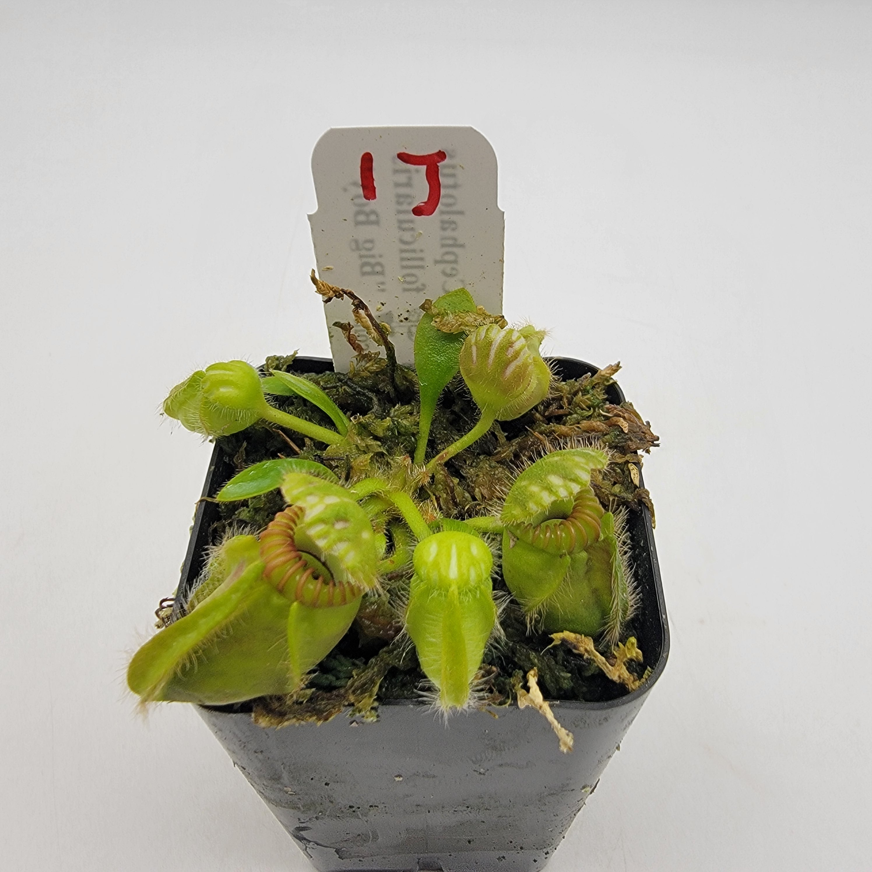 Cephalotus follicularis "Big Boy" WBB-(1J-9J)