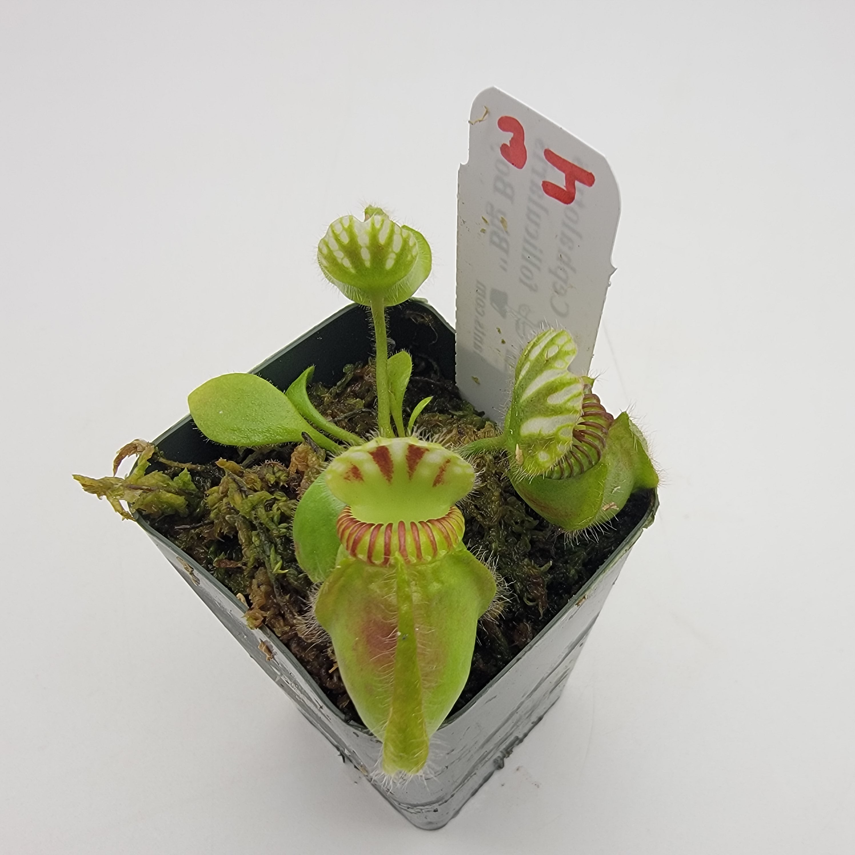 Cephalotus follicularis "Big Boy" WBB-(1J-9J)