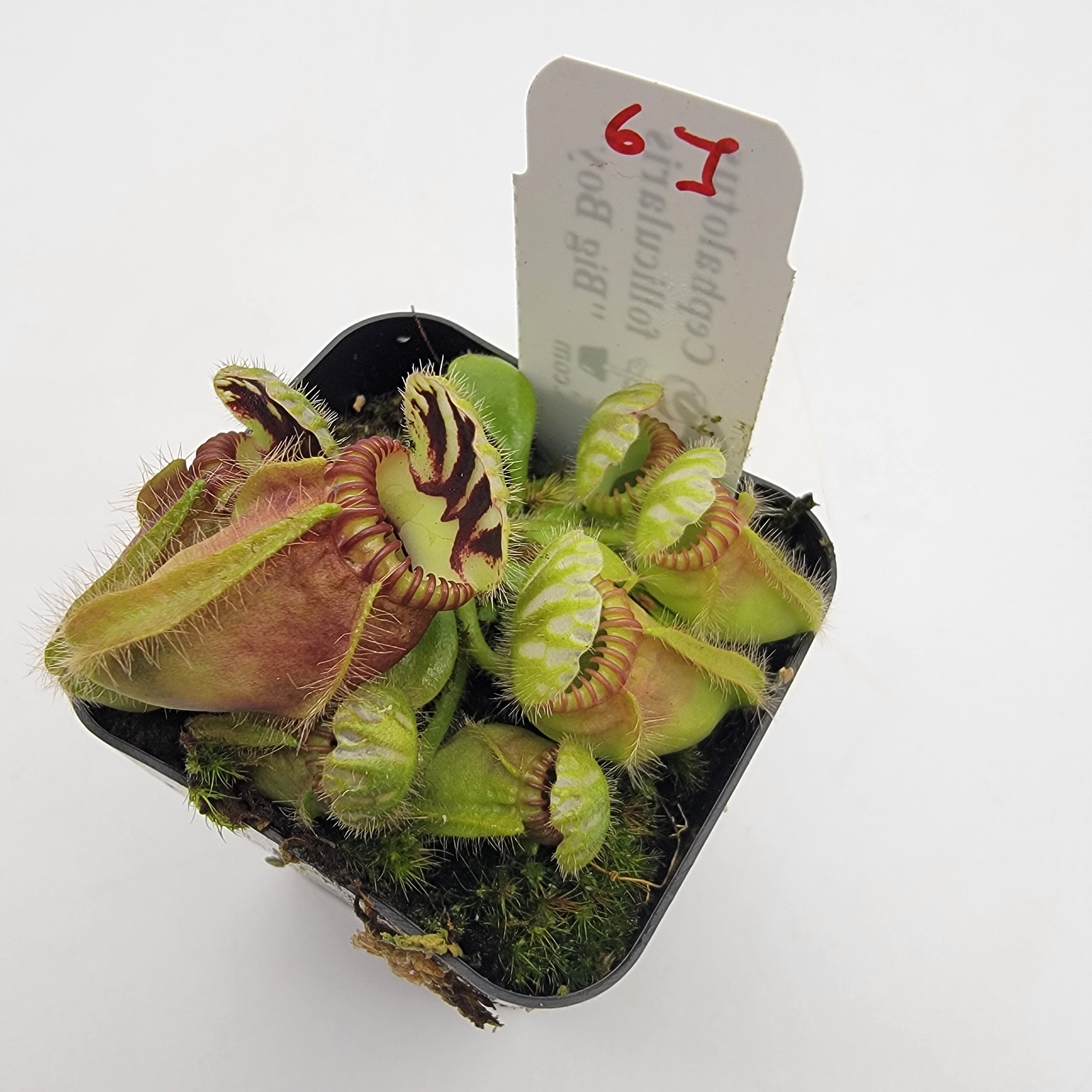 Cephalotus follicularis "Big Boy" WBB-(1J-9J)