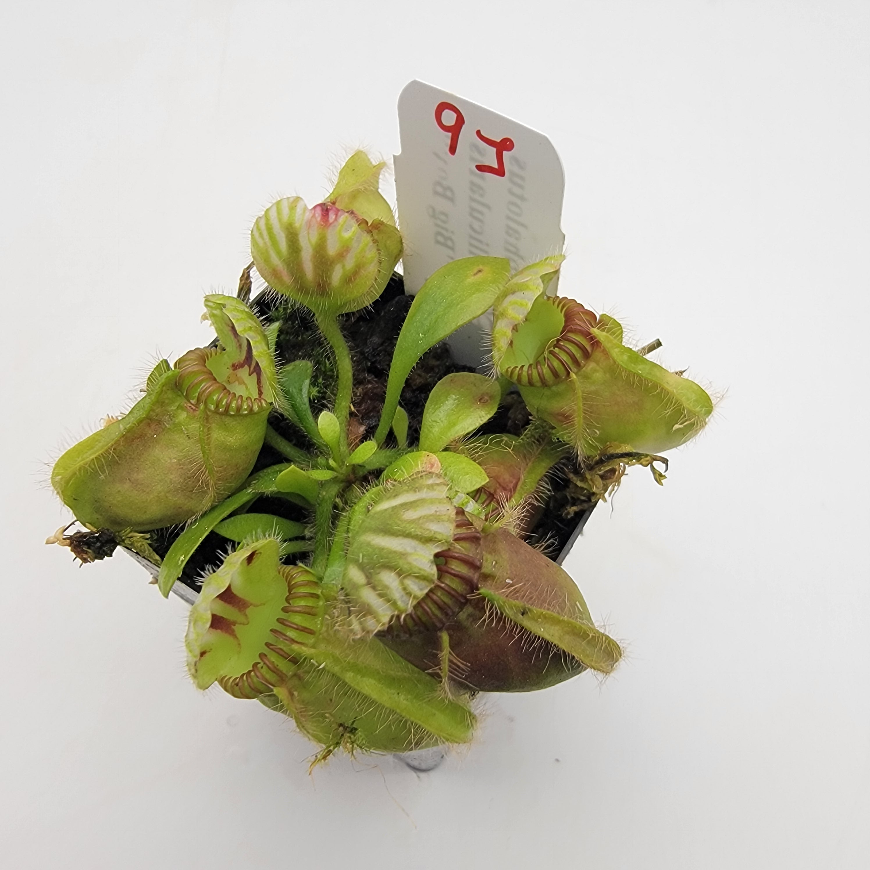Cephalotus follicularis "Big Boy" WBB-(1J-9J)
