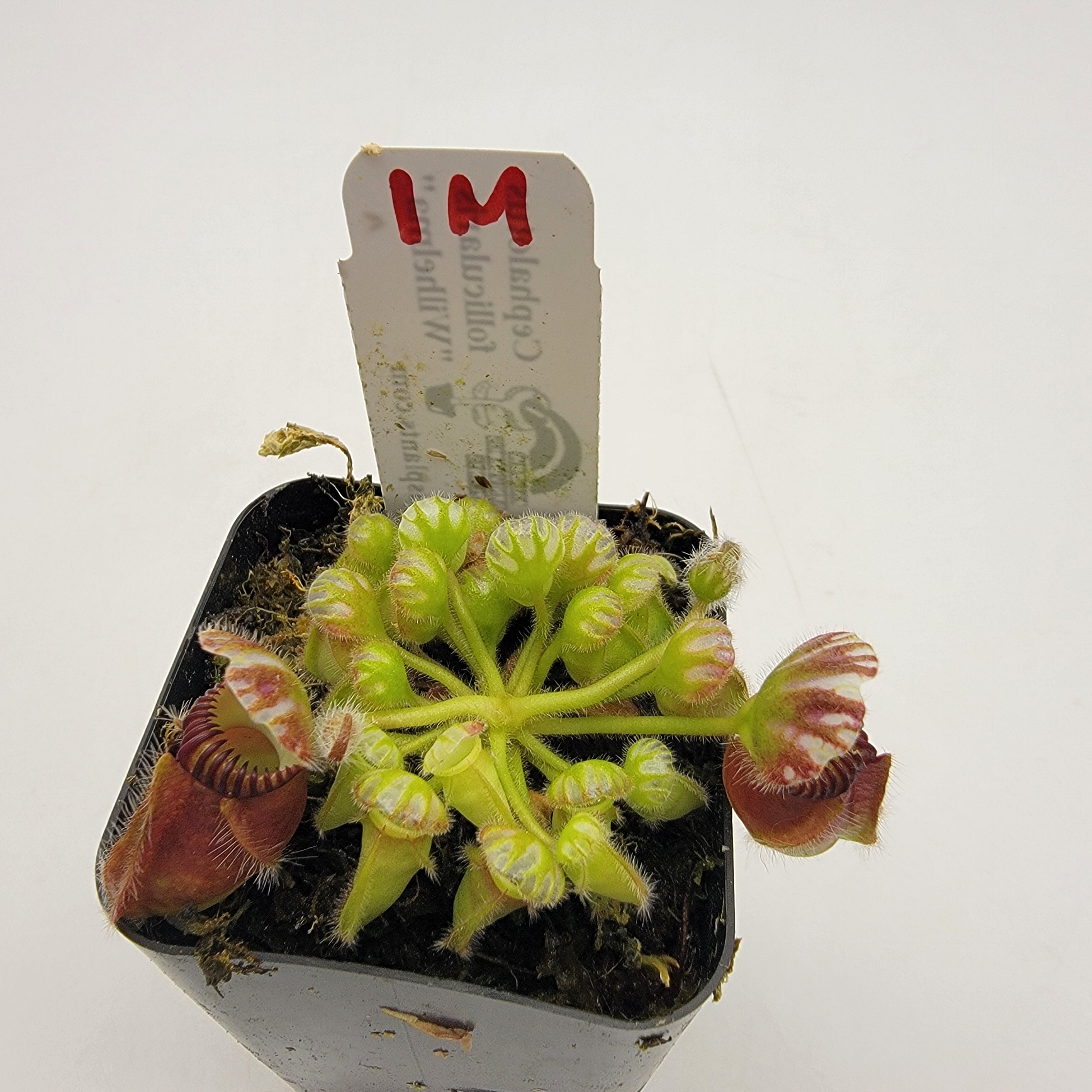 Cephalotus follicularis "Wilhelma"
