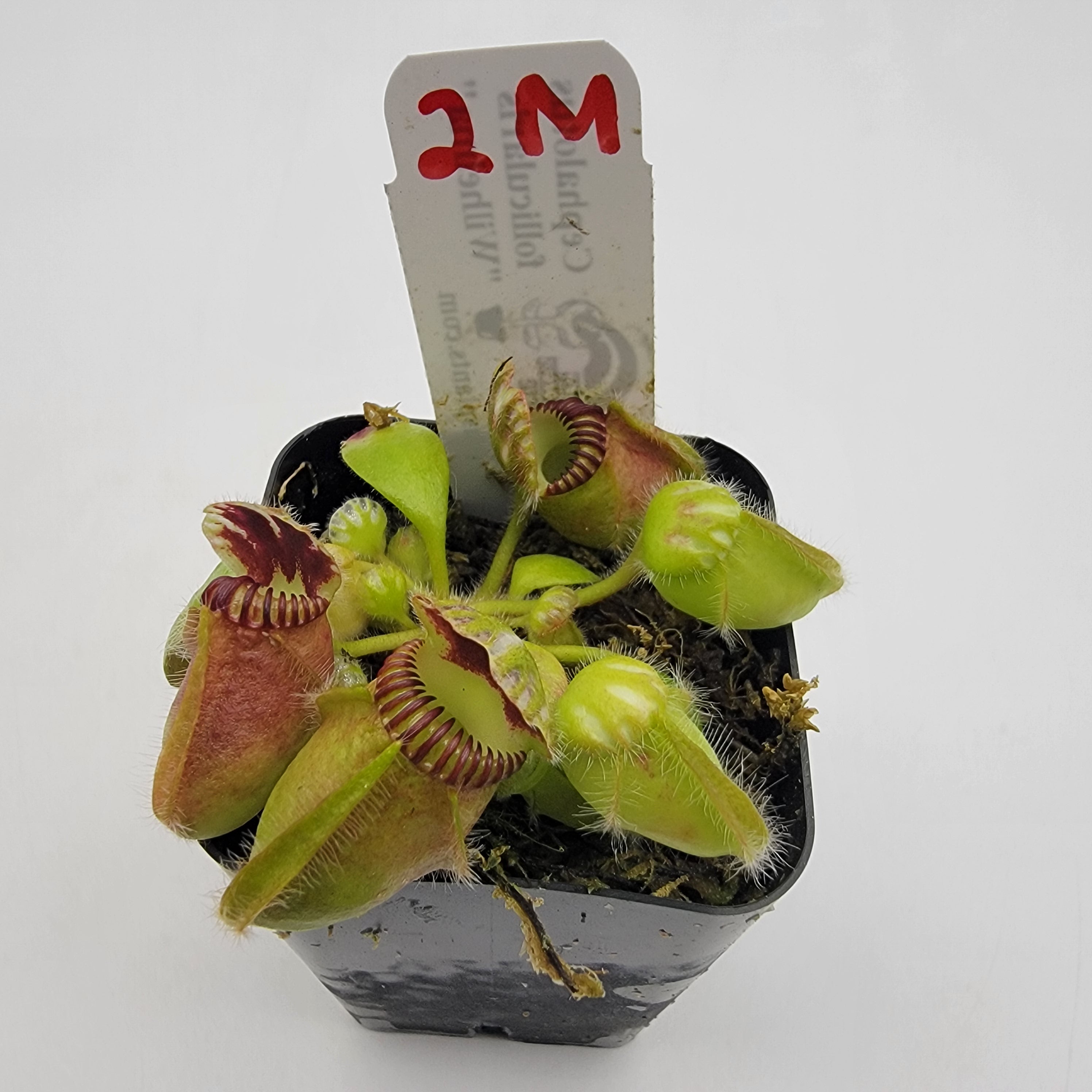 Cephalotus follicularis "Wilhelma"