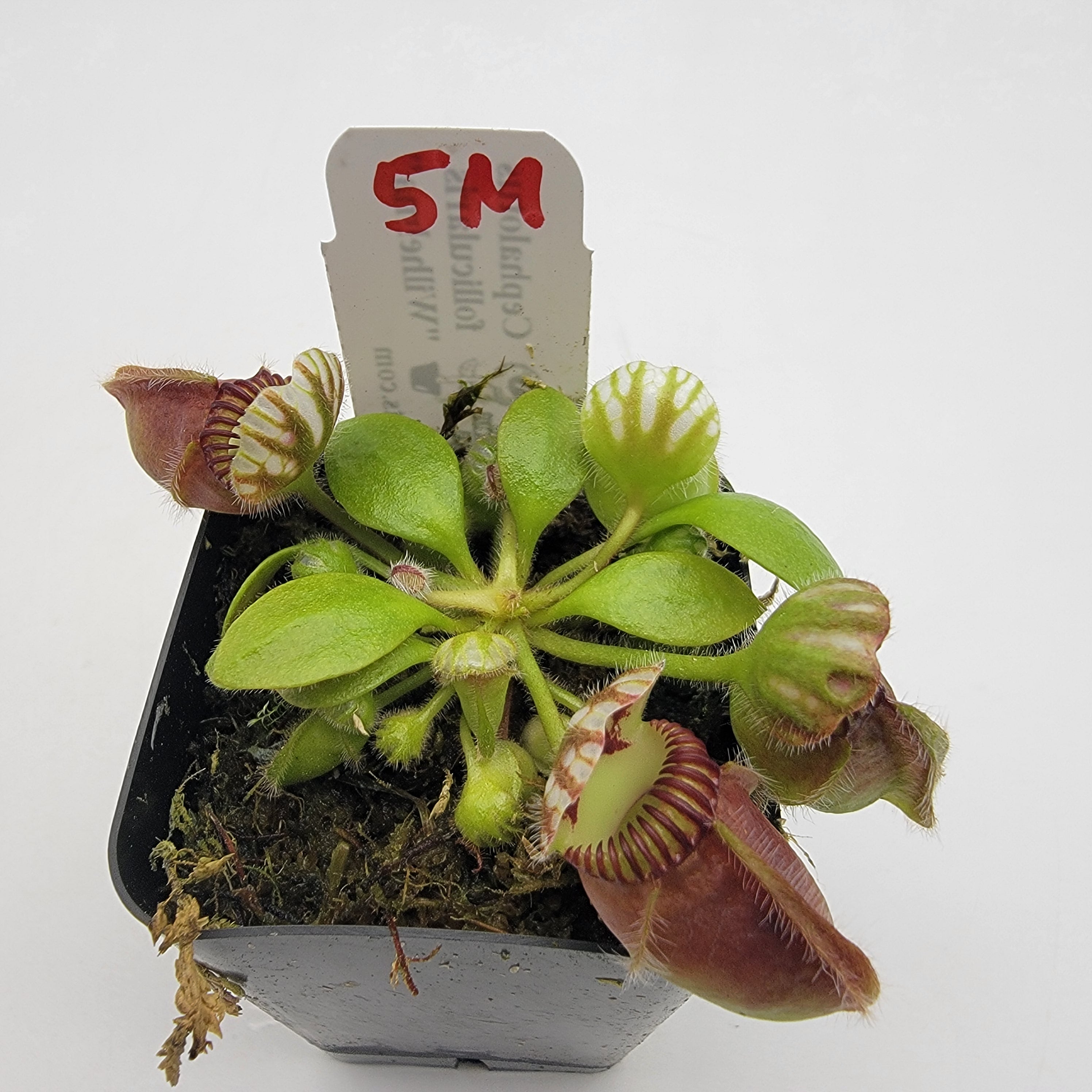 Cephalotus follicularis "Wilhelma"