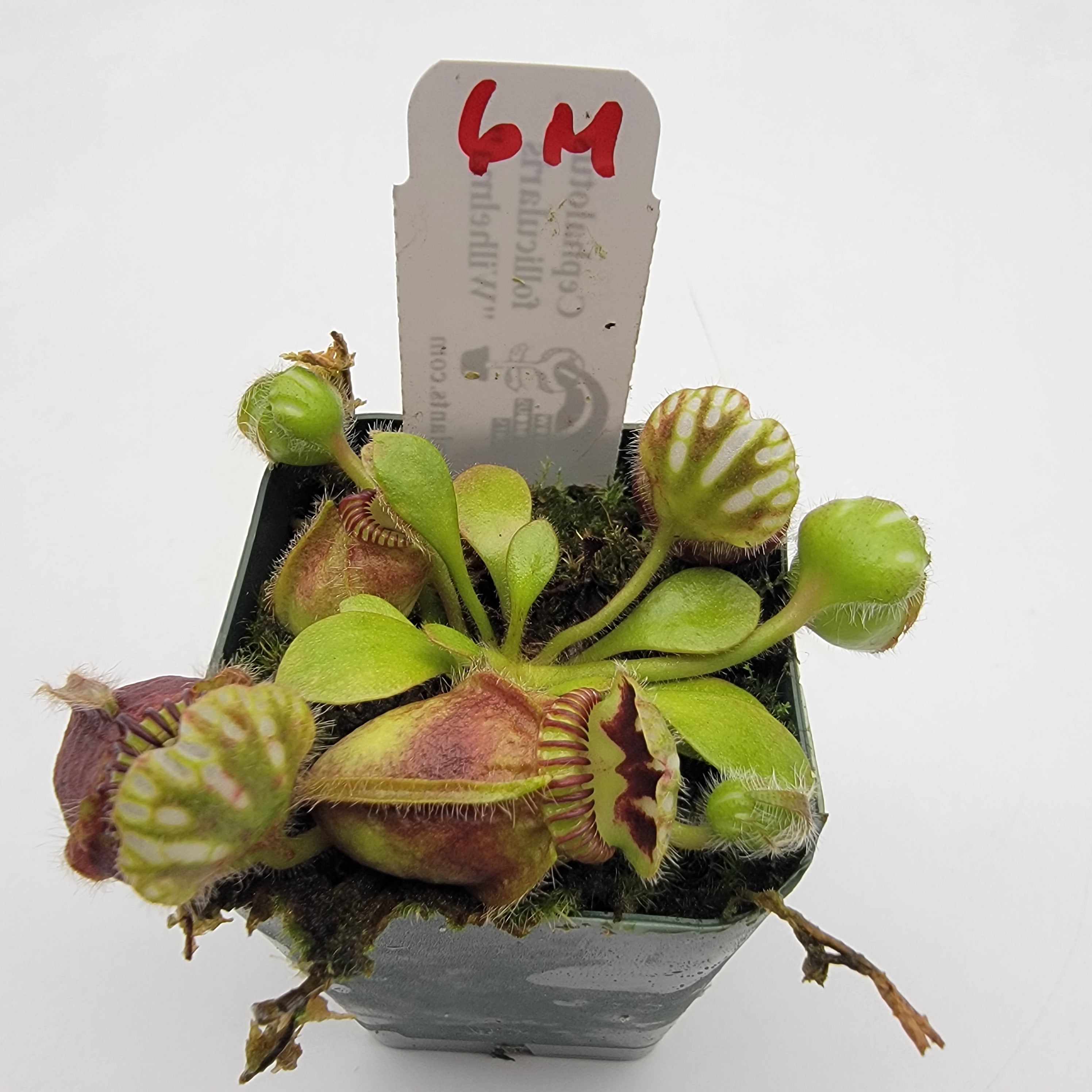 Cephalotus follicularis "Wilhelma"