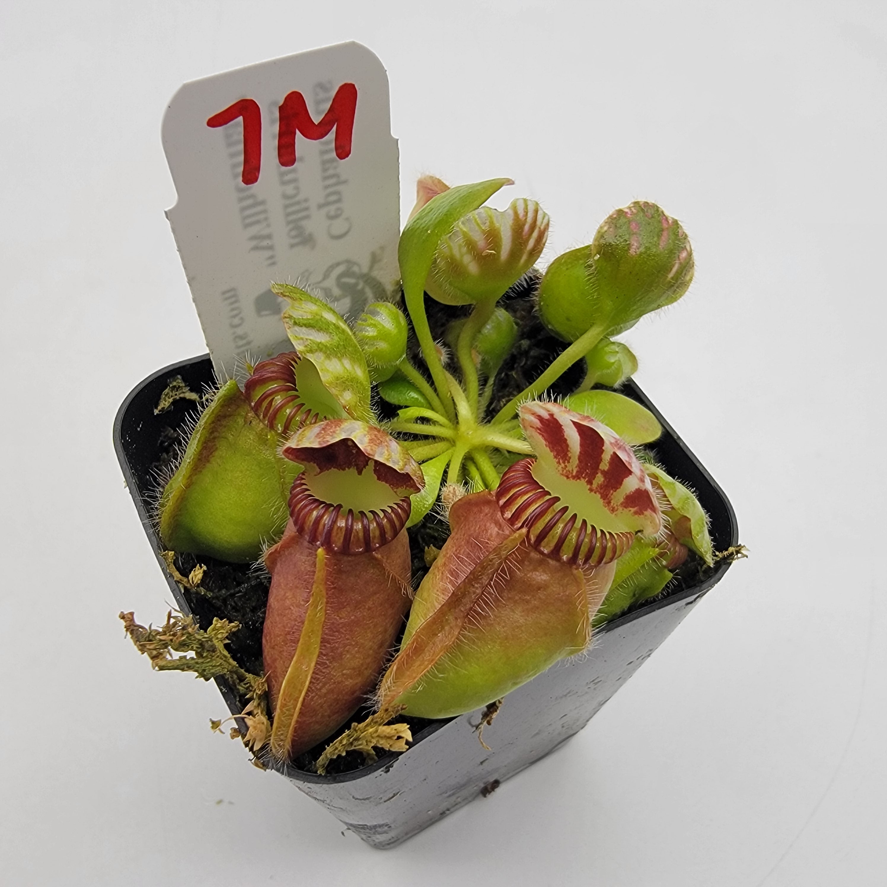Cephalotus follicularis "Wilhelma" -Cephalotus -Rainbow Carnivorous Plants LLC