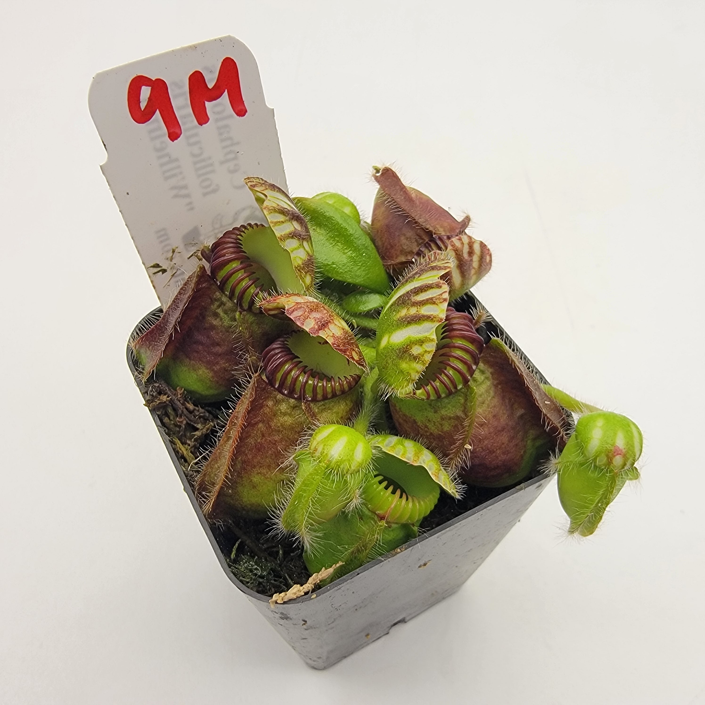 Cephalotus follicularis "Wilhelma" -Cephalotus -Rainbow Carnivorous Plants LLC