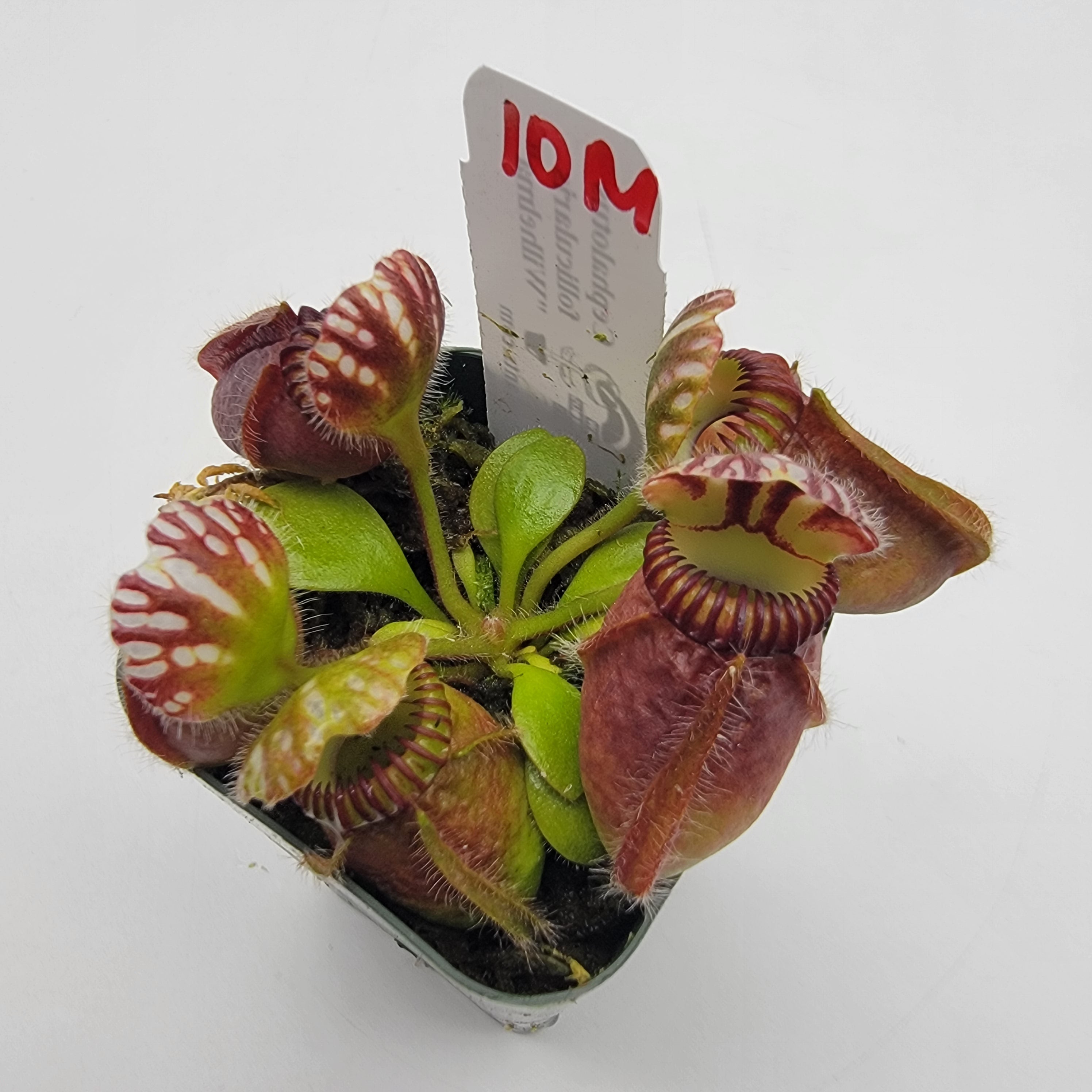 Cephalotus follicularis "Wilhelma" -Cephalotus -Rainbow Carnivorous Plants LLC