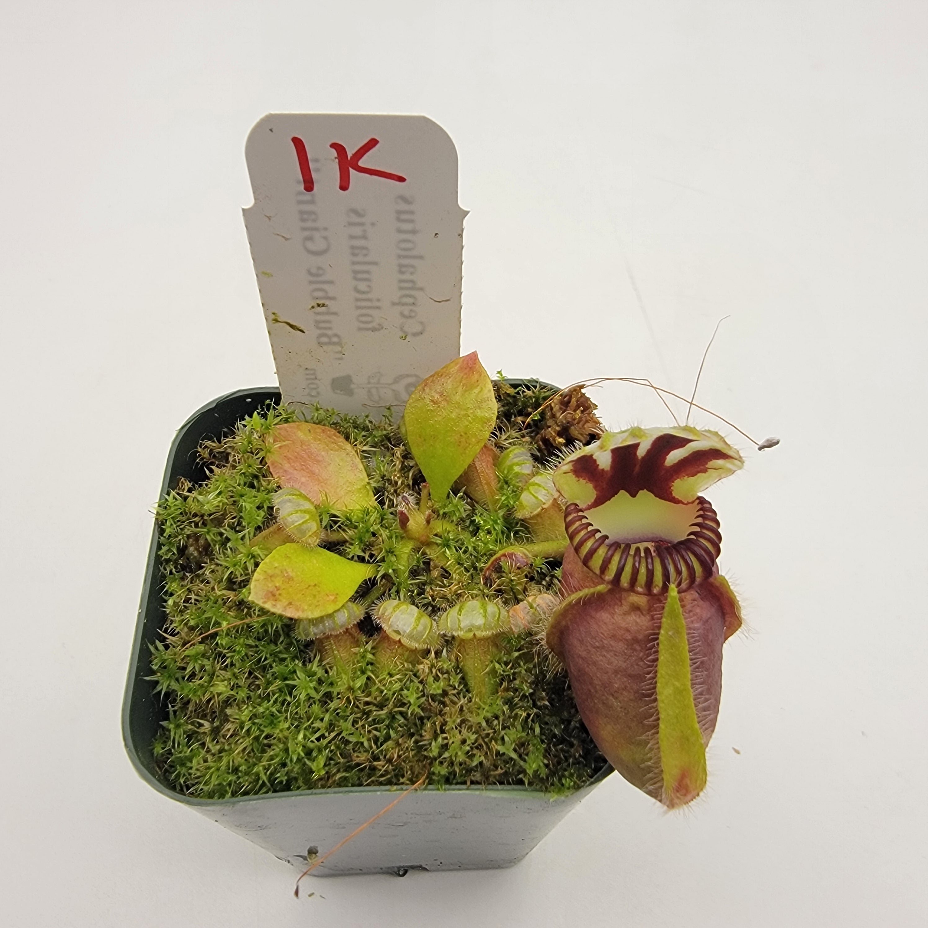 Cephalotus follicularis "Bubble Giant" WBG (1K-9K)