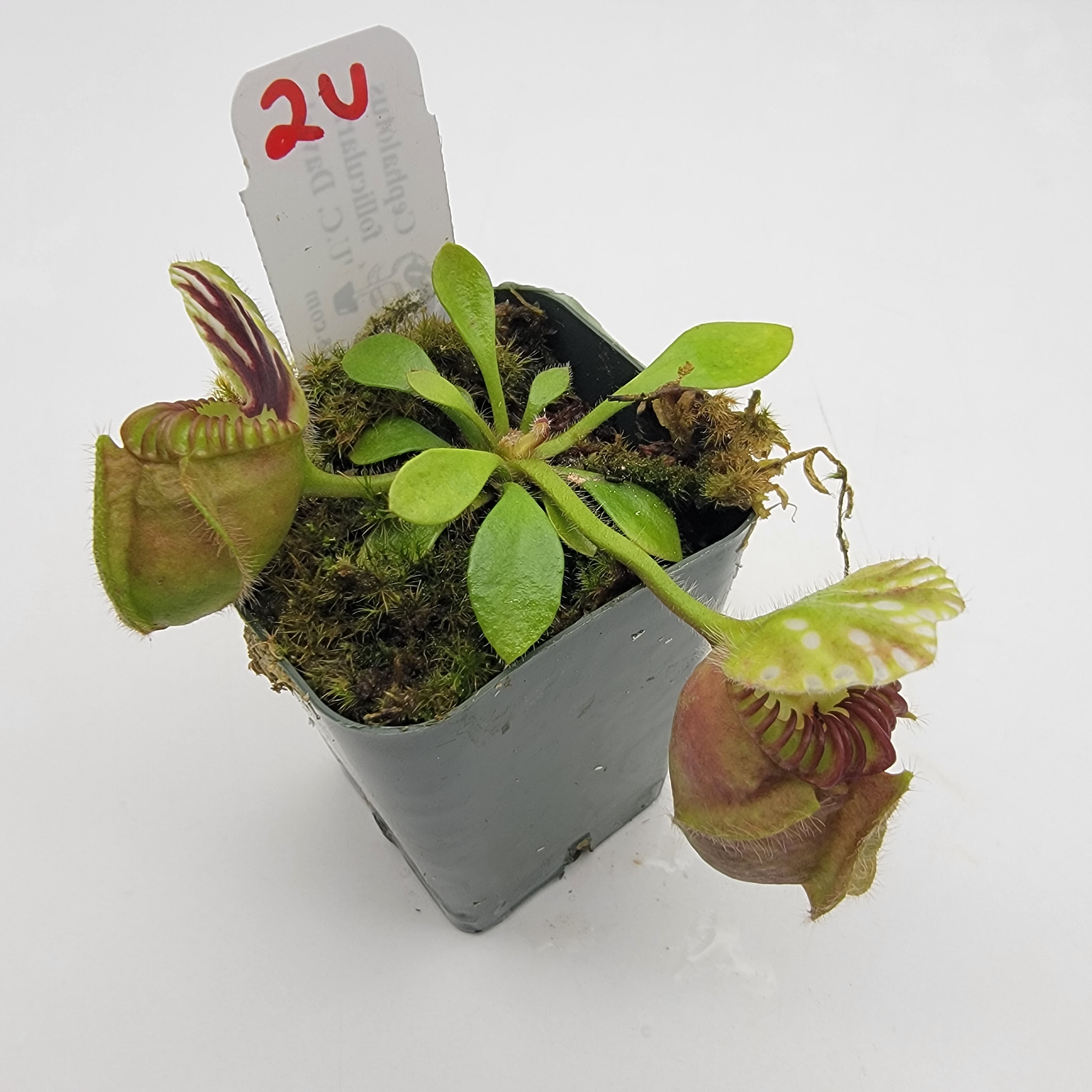 Cephalotus follicularis "UC Davis"