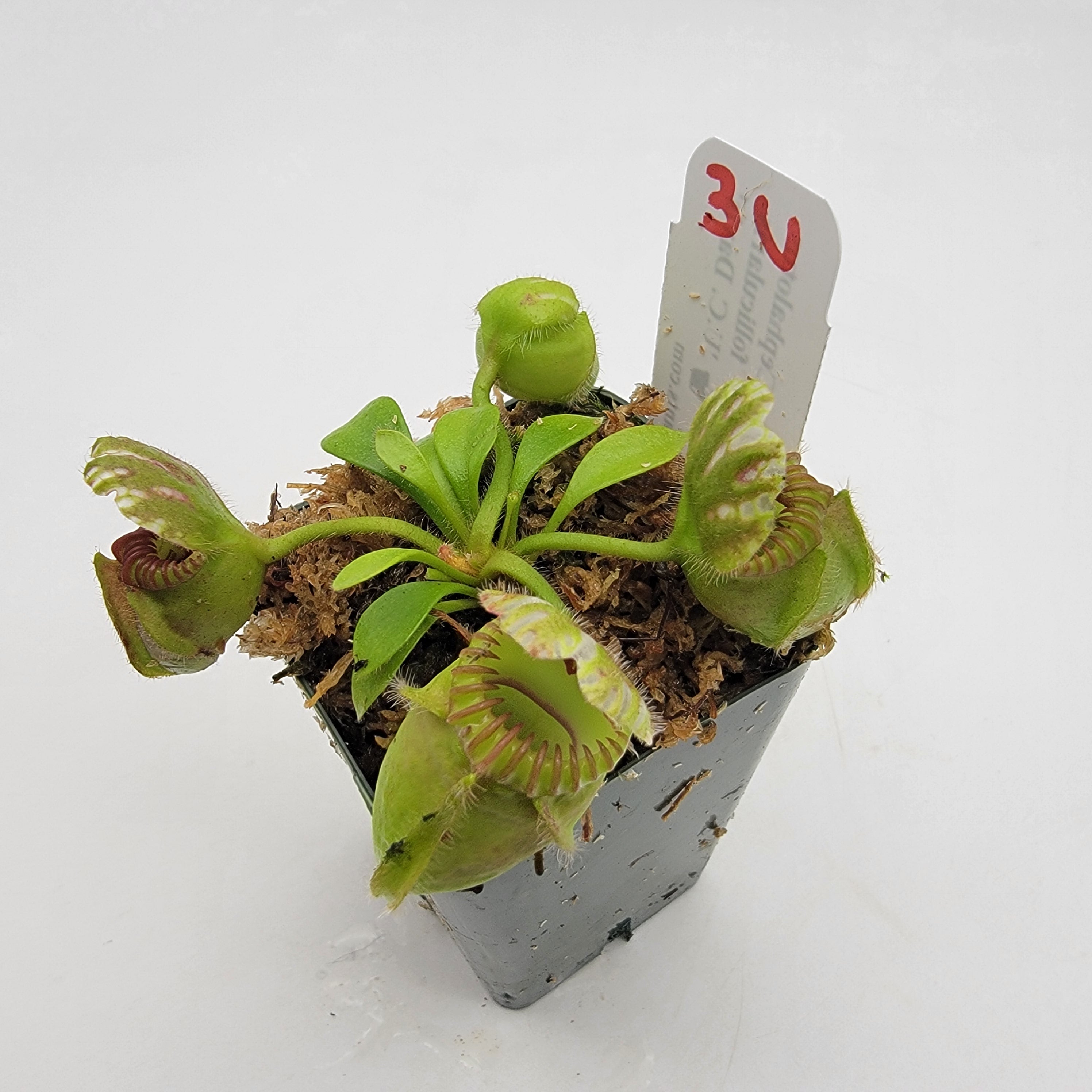 Cephalotus follicularis "UC Davis"