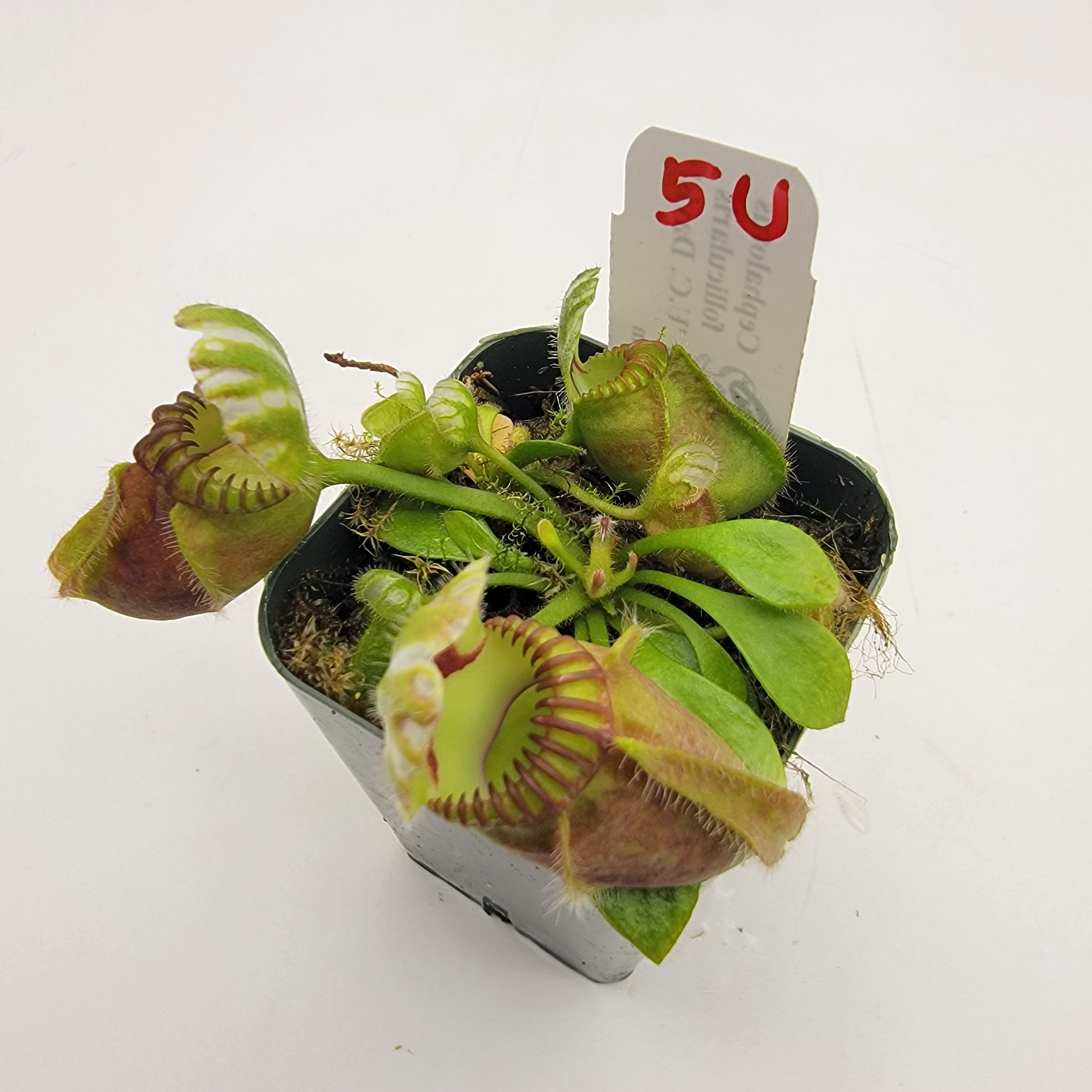 Cephalotus follicularis "UC Davis"