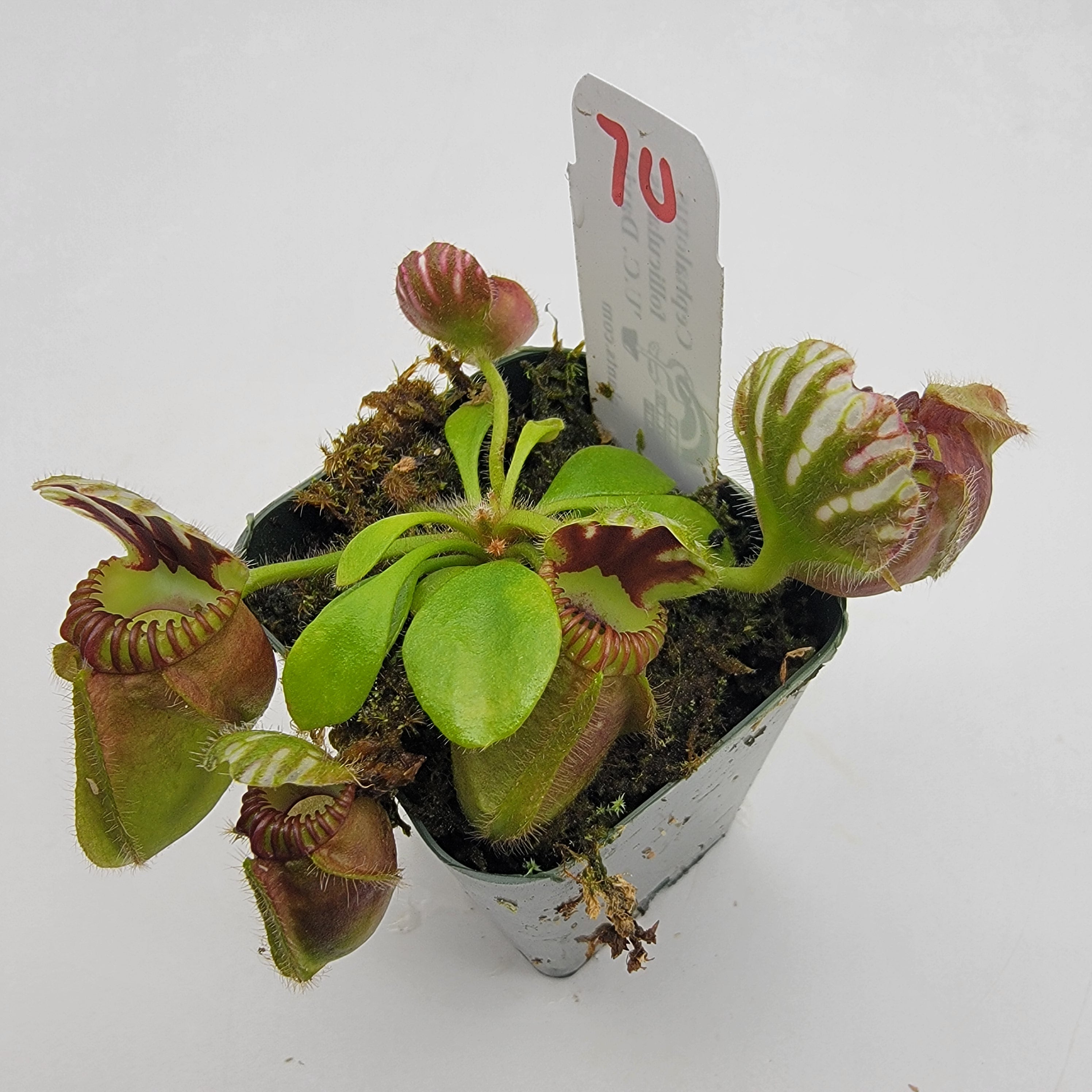 Cephalotus follicularis "UC Davis"