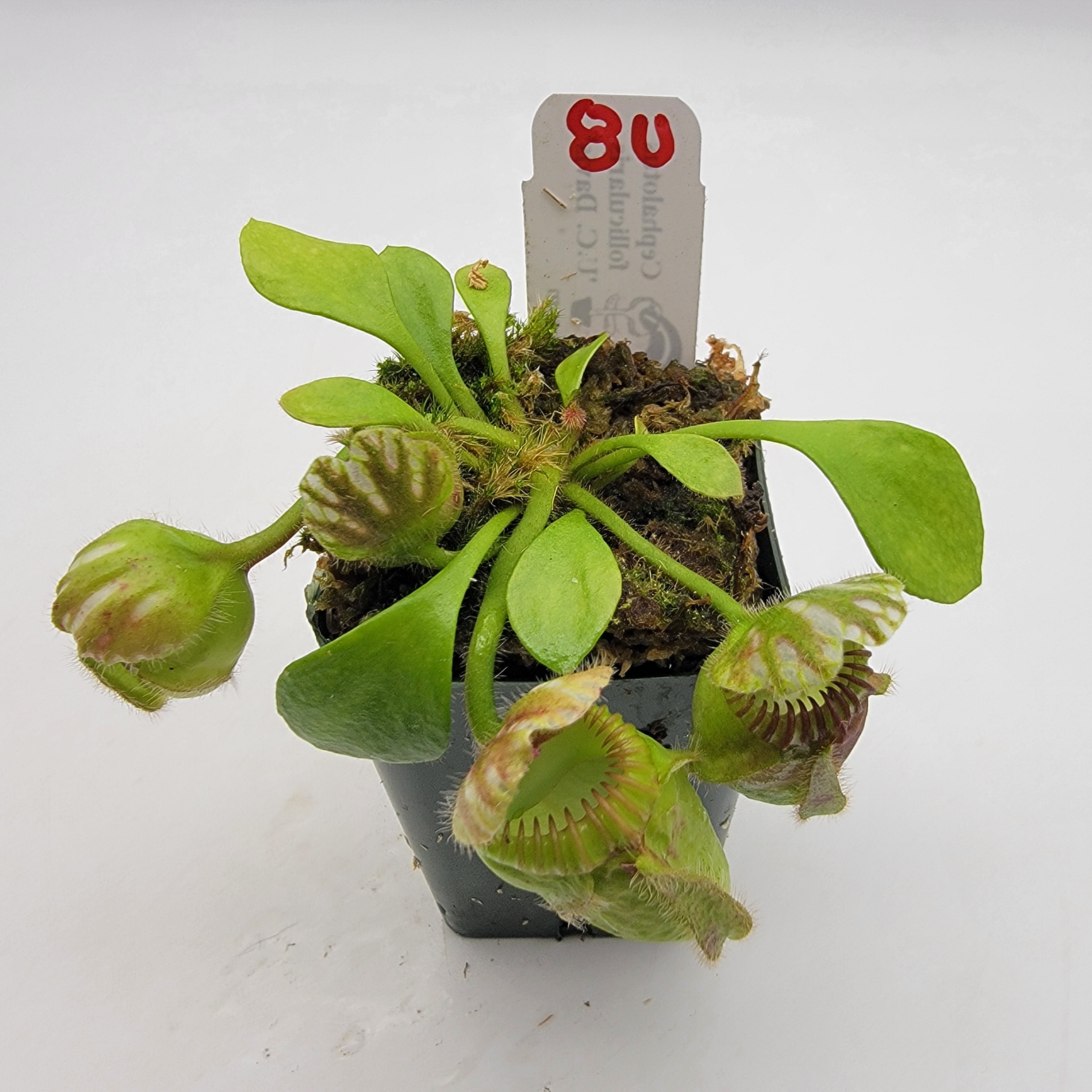 Cephalotus follicularis "UC Davis"