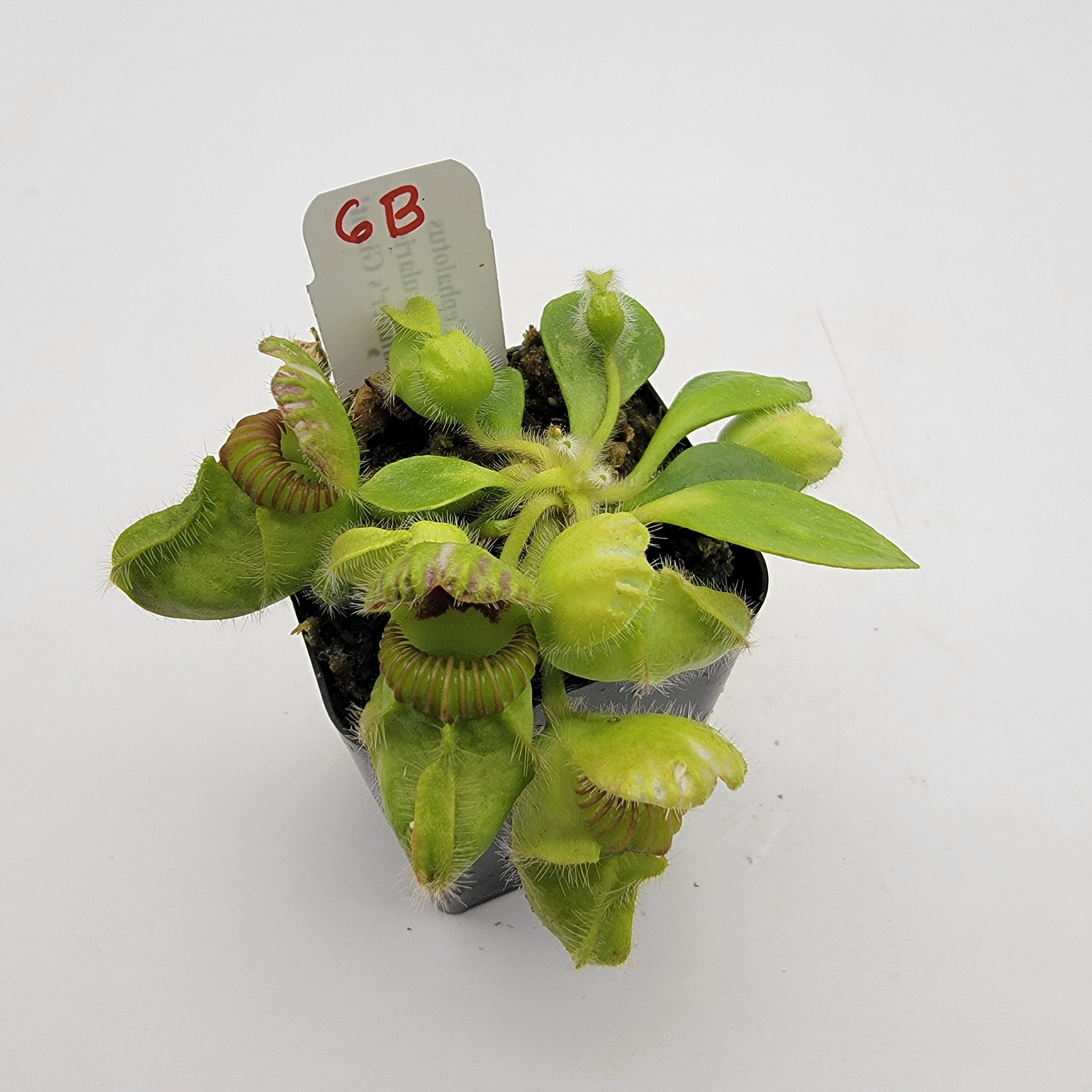 Cephalotus follicularis 'Hummer's Giant' WHG (1B-20B)
