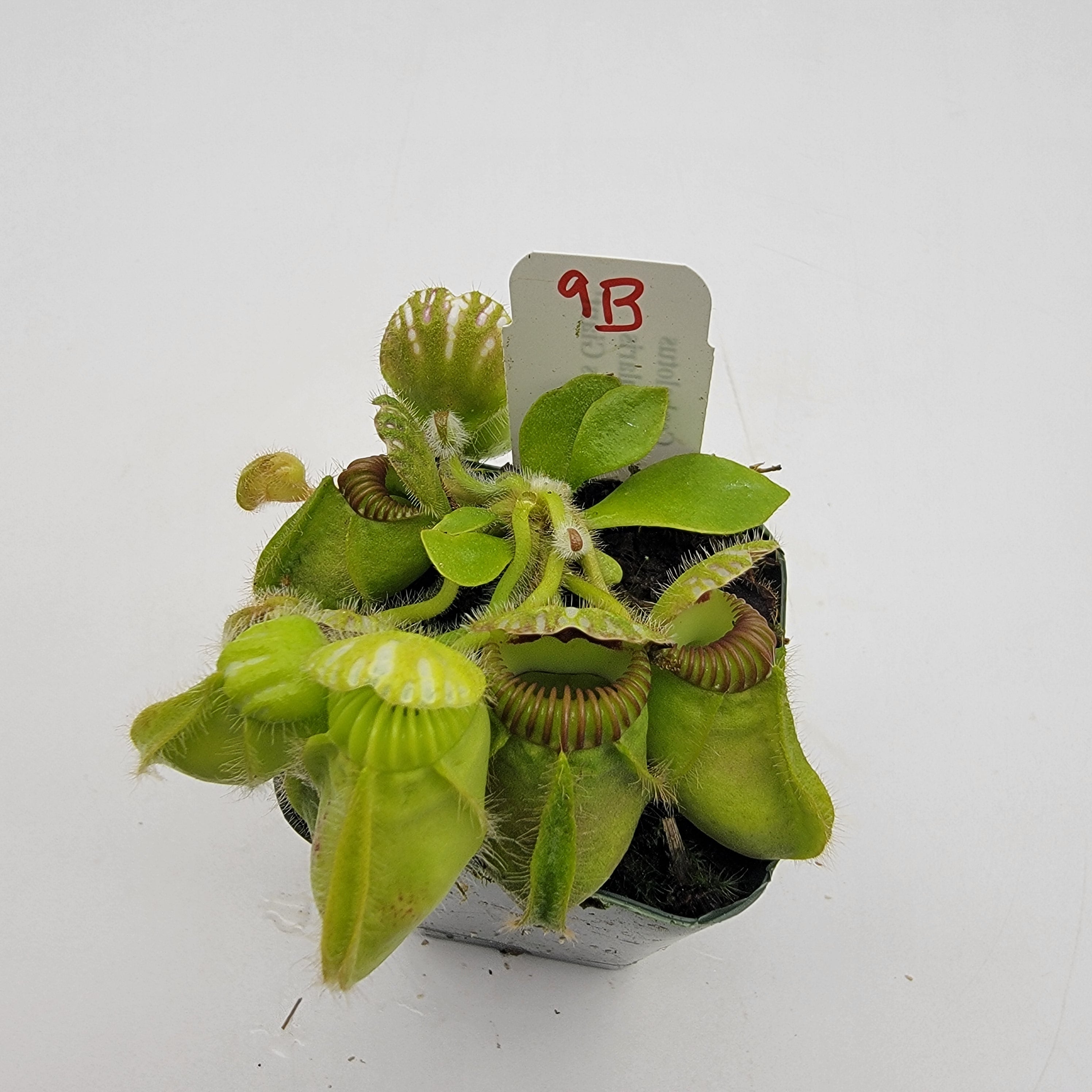 Cephalotus follicularis 'Hummer's Giant' WHG (1B-20B)