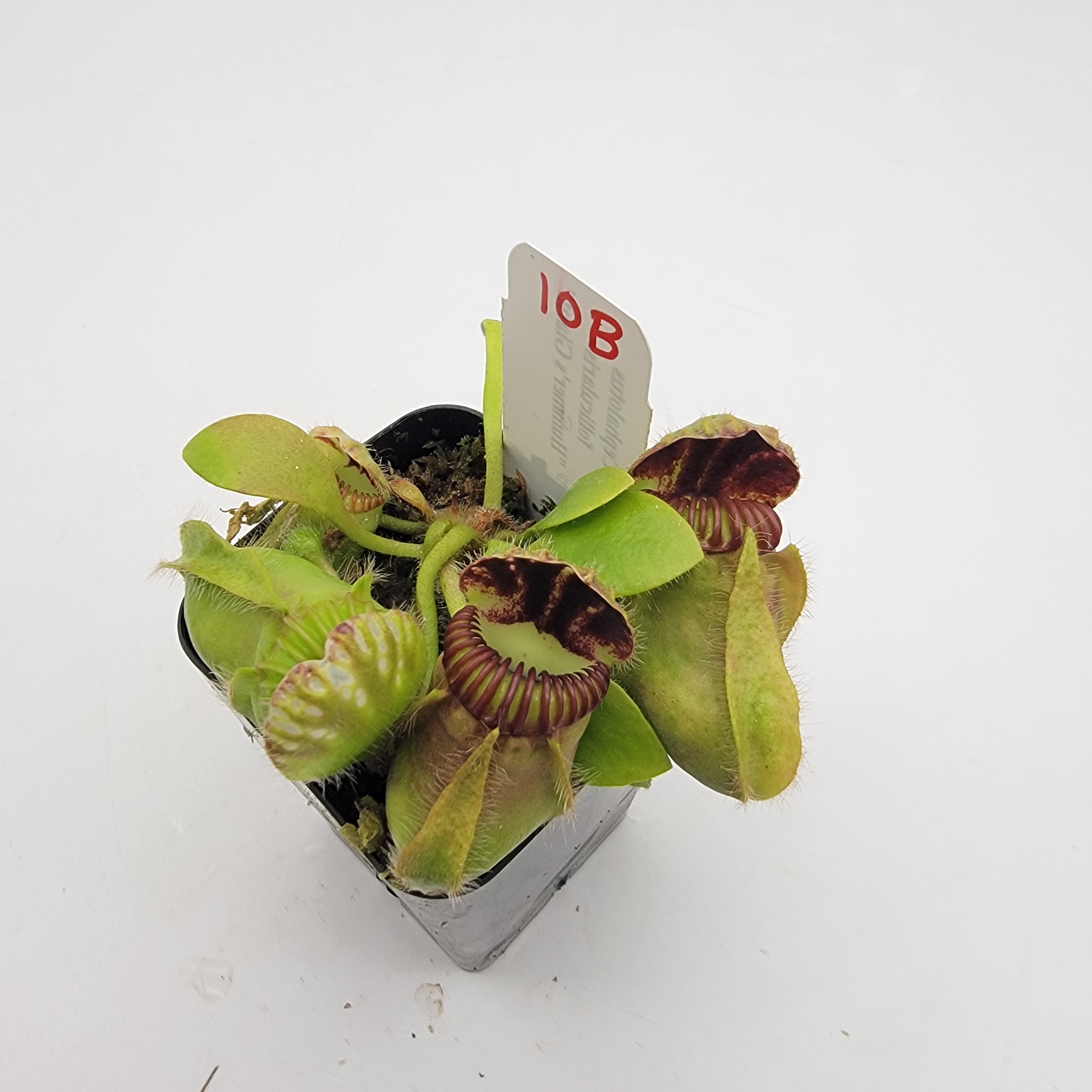 Cephalotus follicularis 'Hummer's Giant' WHG (1B-20B)