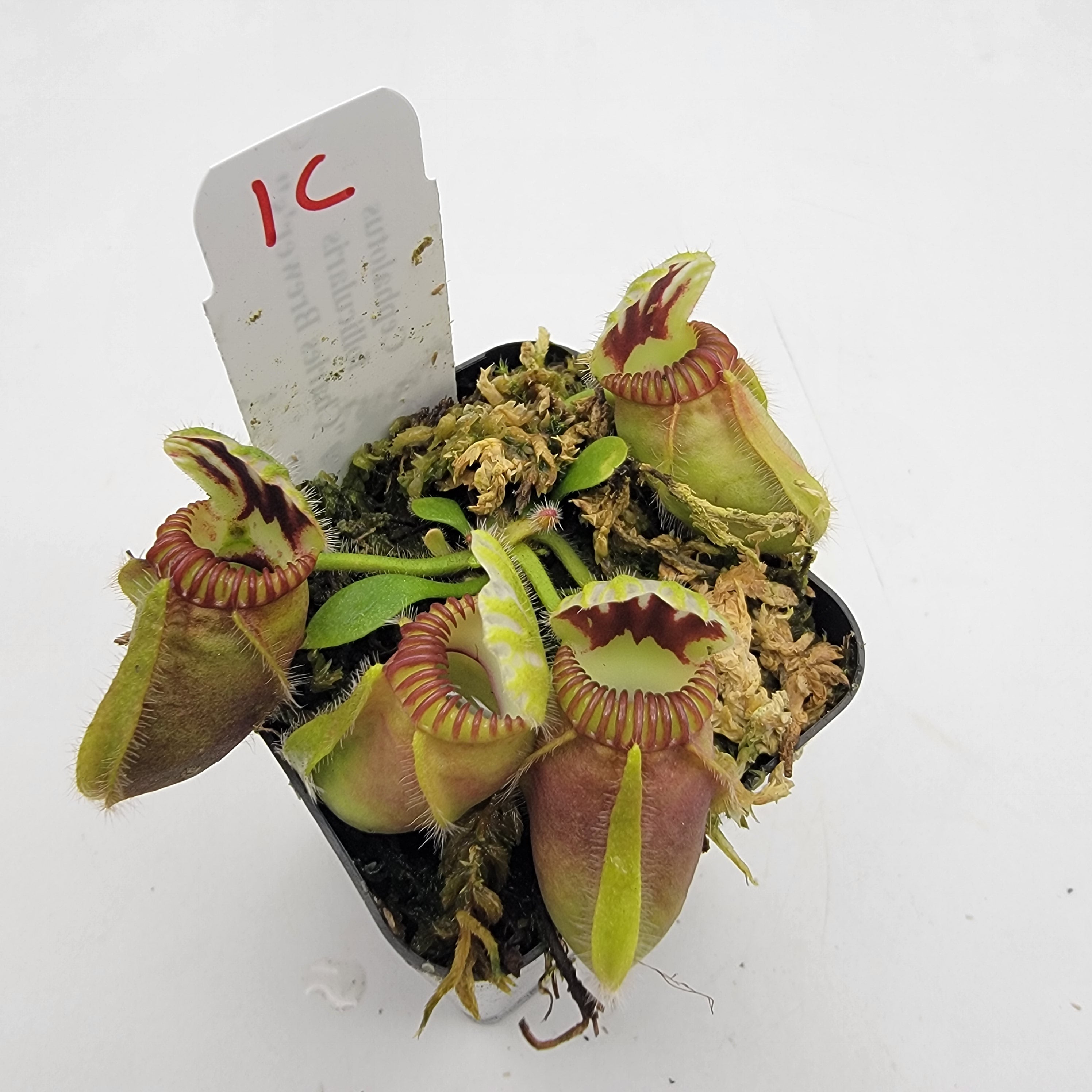 Cephalotus follicularis "Charles Brewer's" clone WCB (1C-16C)