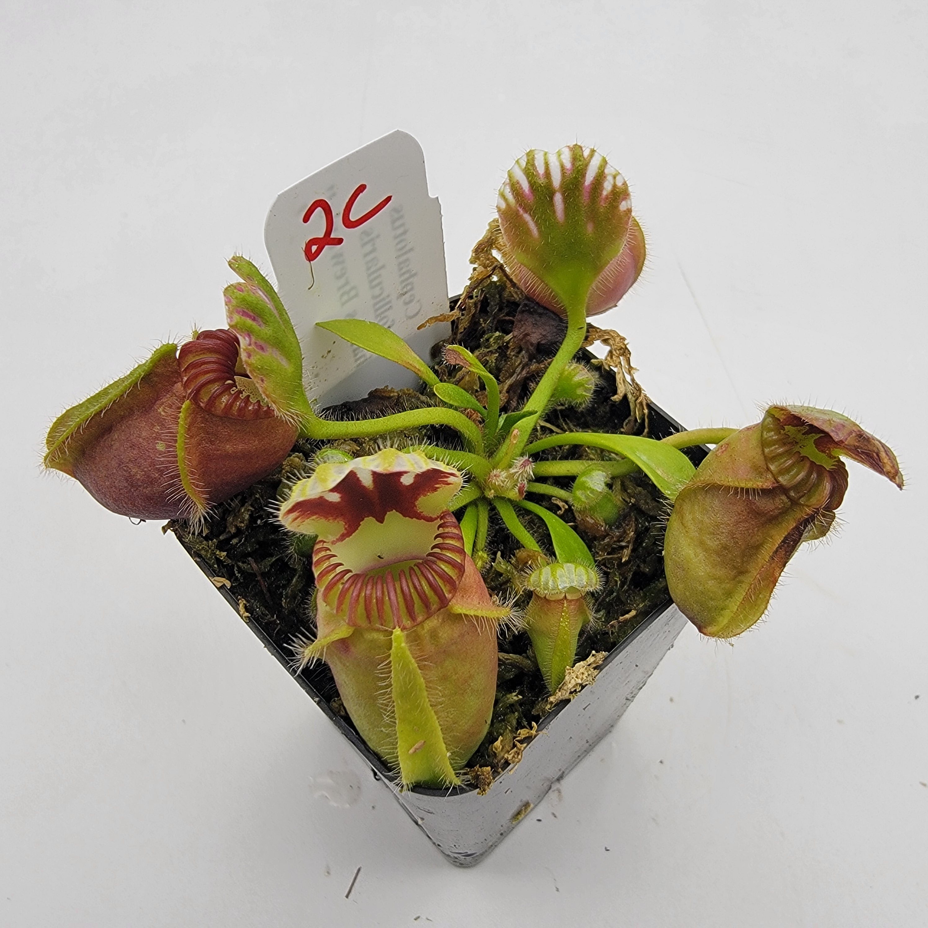 Cephalotus follicularis "Charles Brewer's" clone WCB (1C-16C)