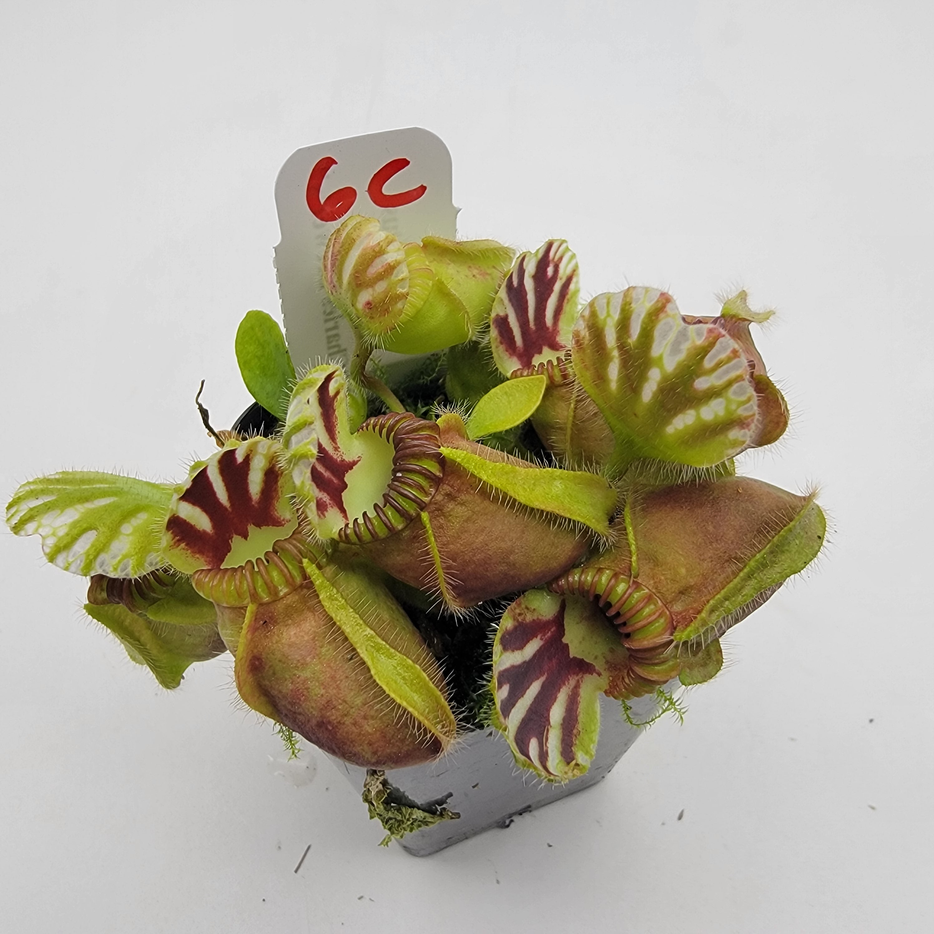 Cephalotus follicularis "Charles Brewer's" clone WCB (1C-16C)