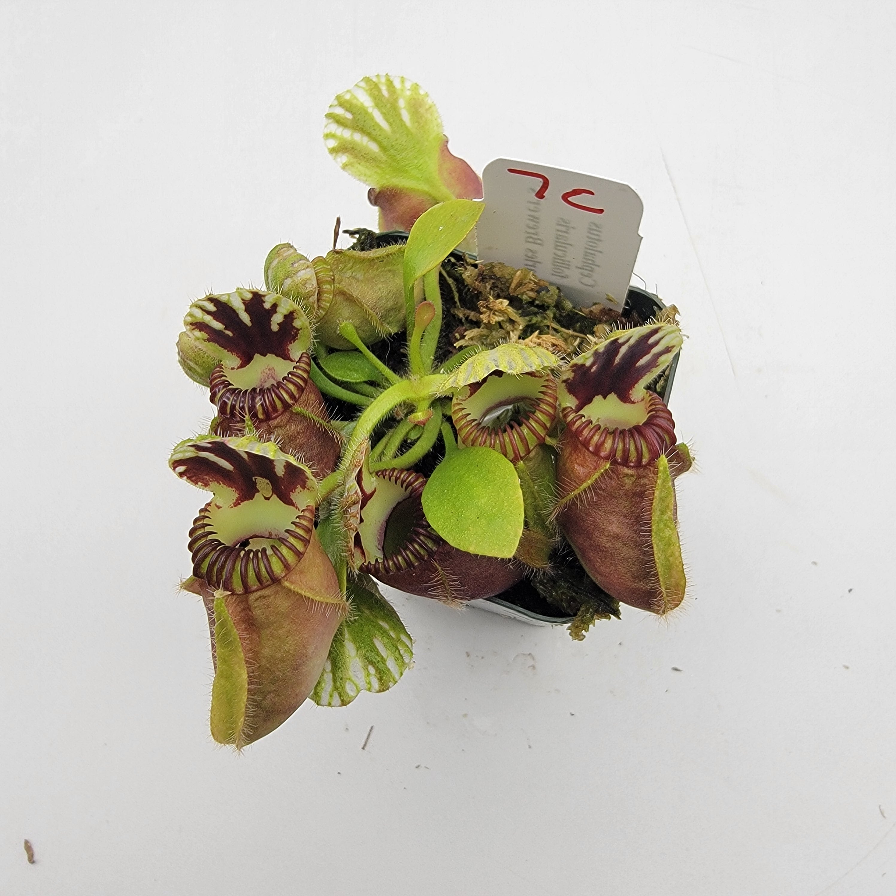 Cephalotus follicularis "Charles Brewer's" clone WCB (1C-16C)
