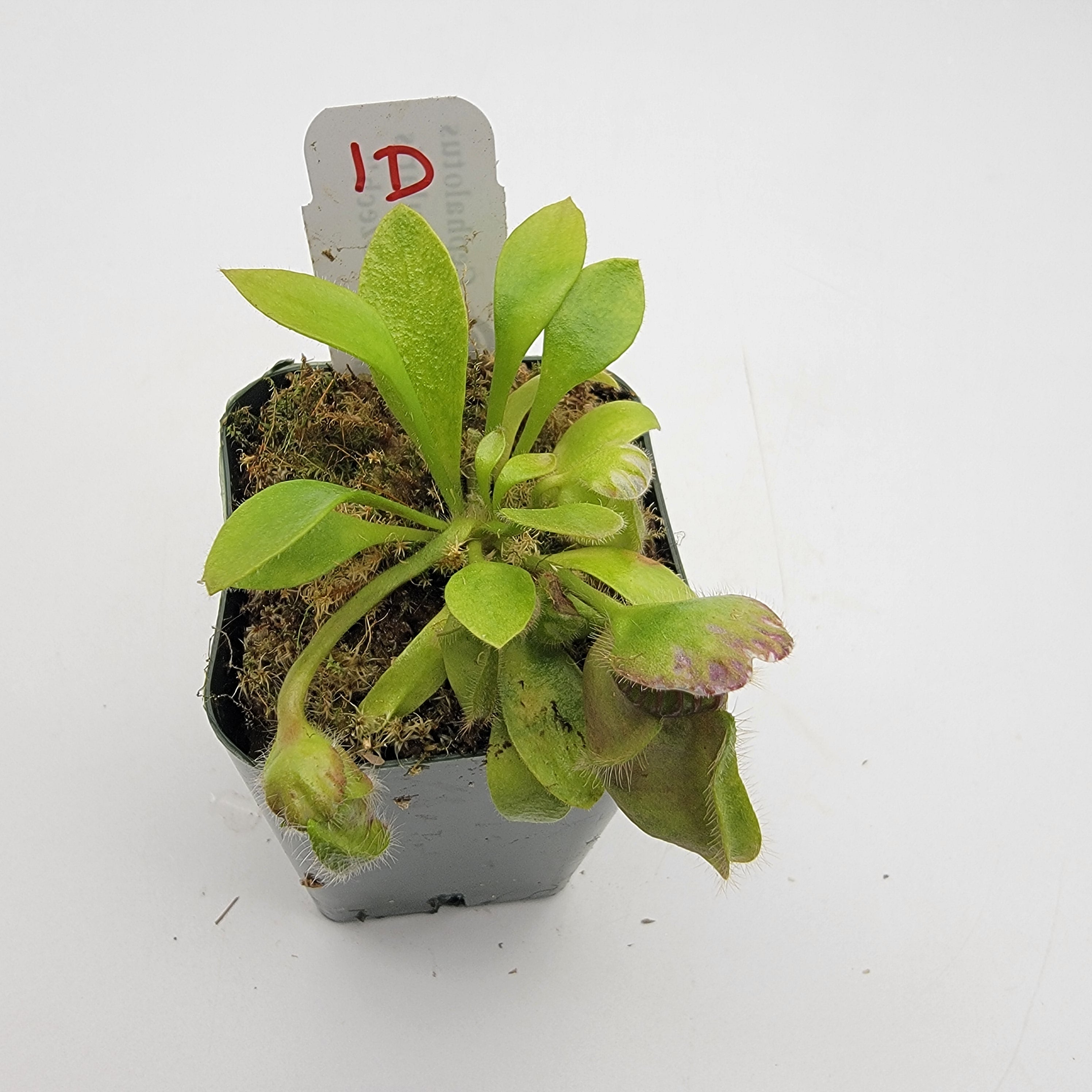 Cephalotus follicularis "Czech" WCZ (1D-5D)