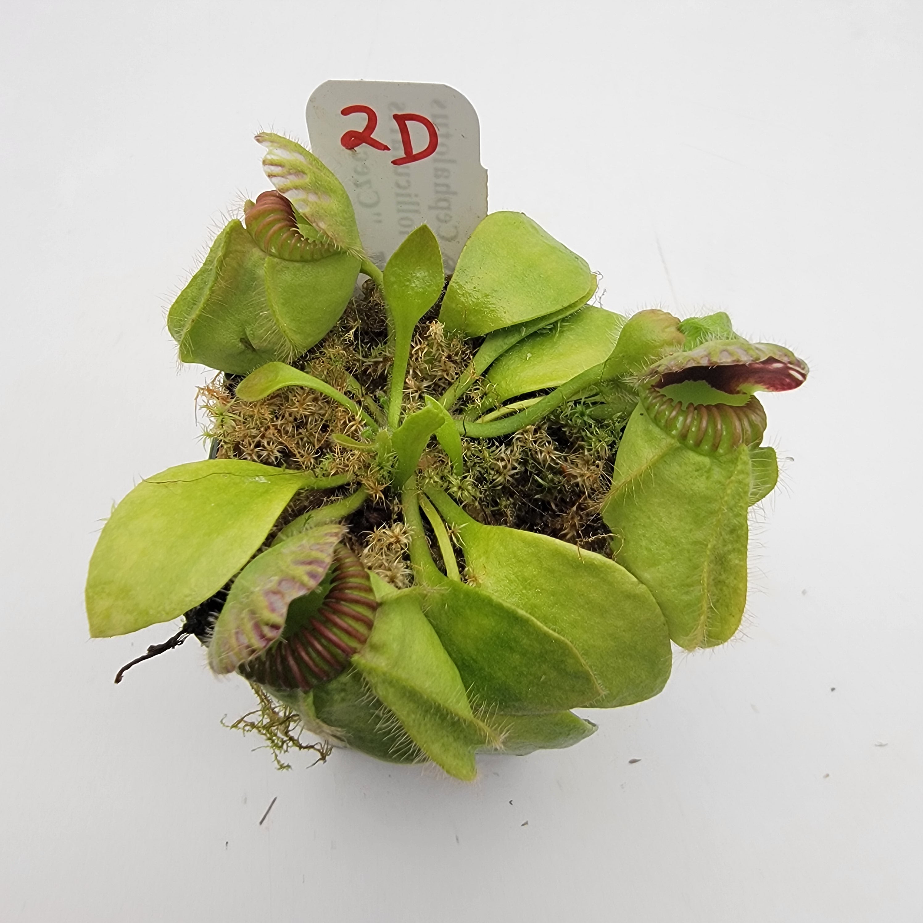 Cephalotus follicularis "Czech" WCZ (1D-5D)