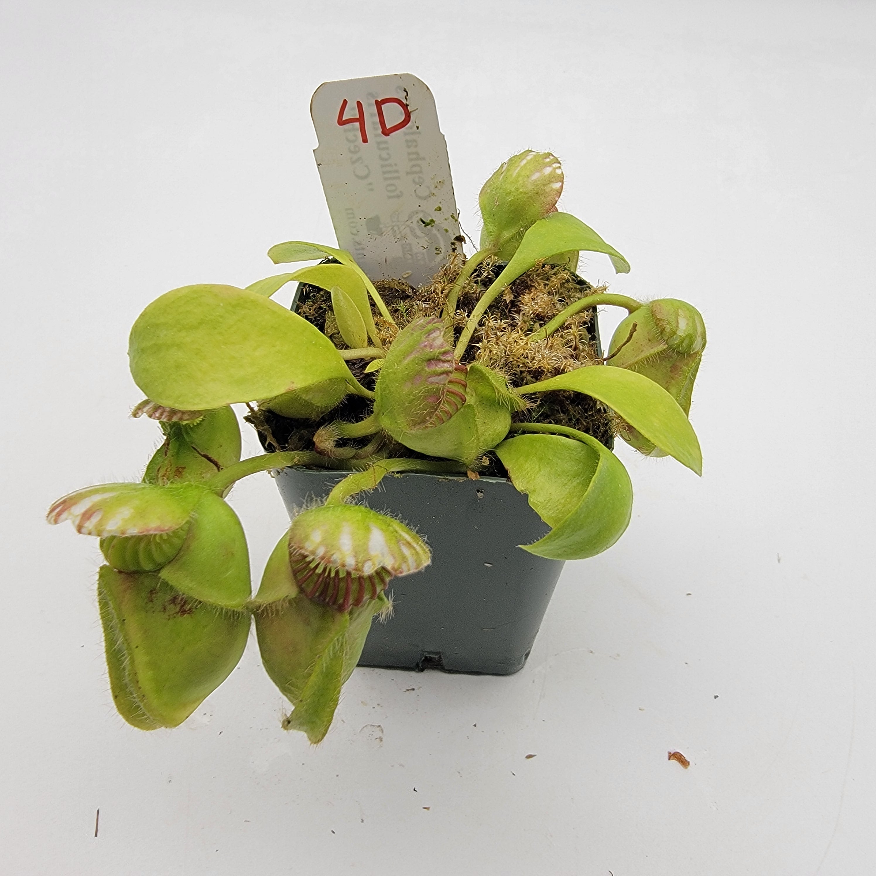 Cephalotus follicularis "Czech" WCZ (1D-5D)