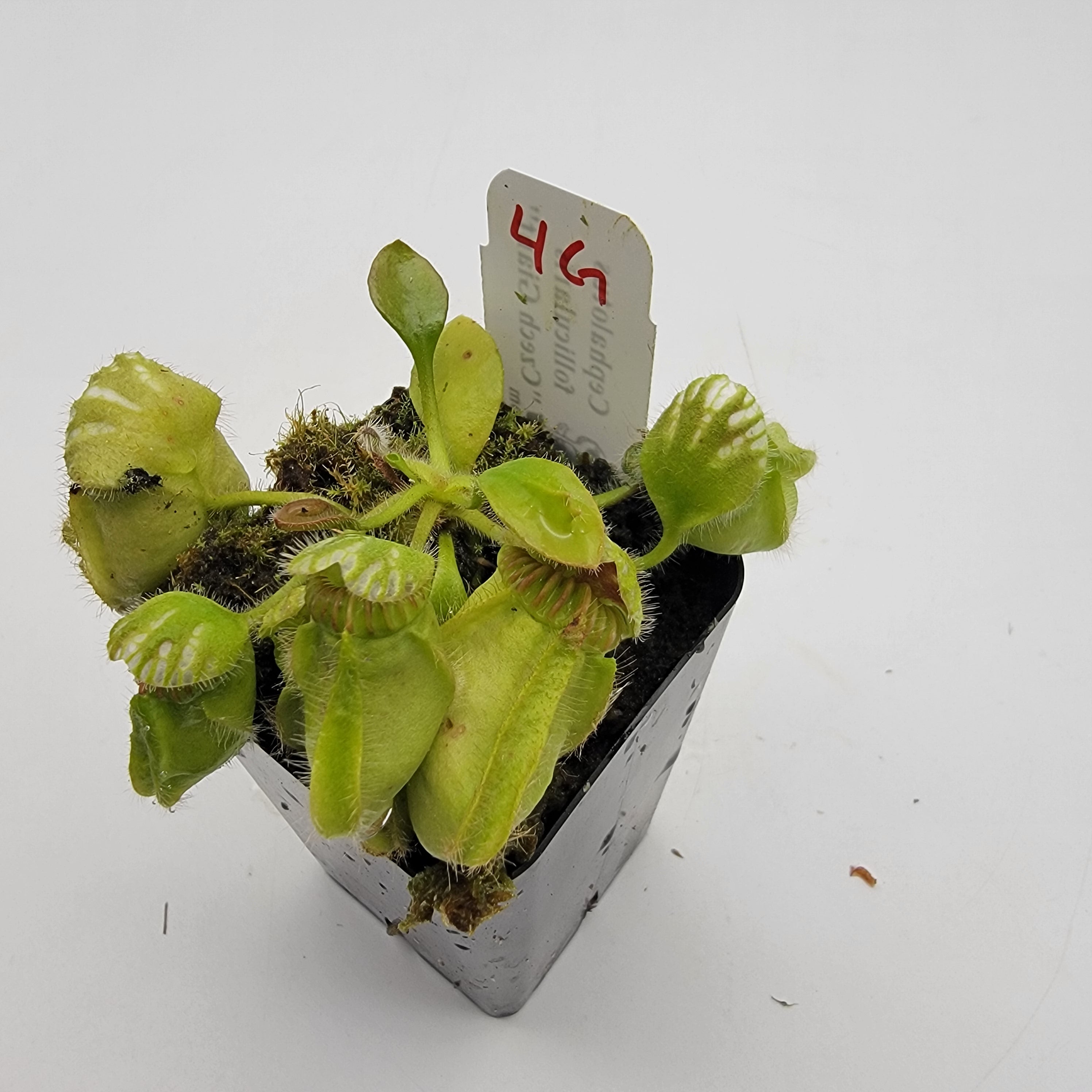 Cephalotus follicularis "Czech Giant" (WCZG-4G/12G)
