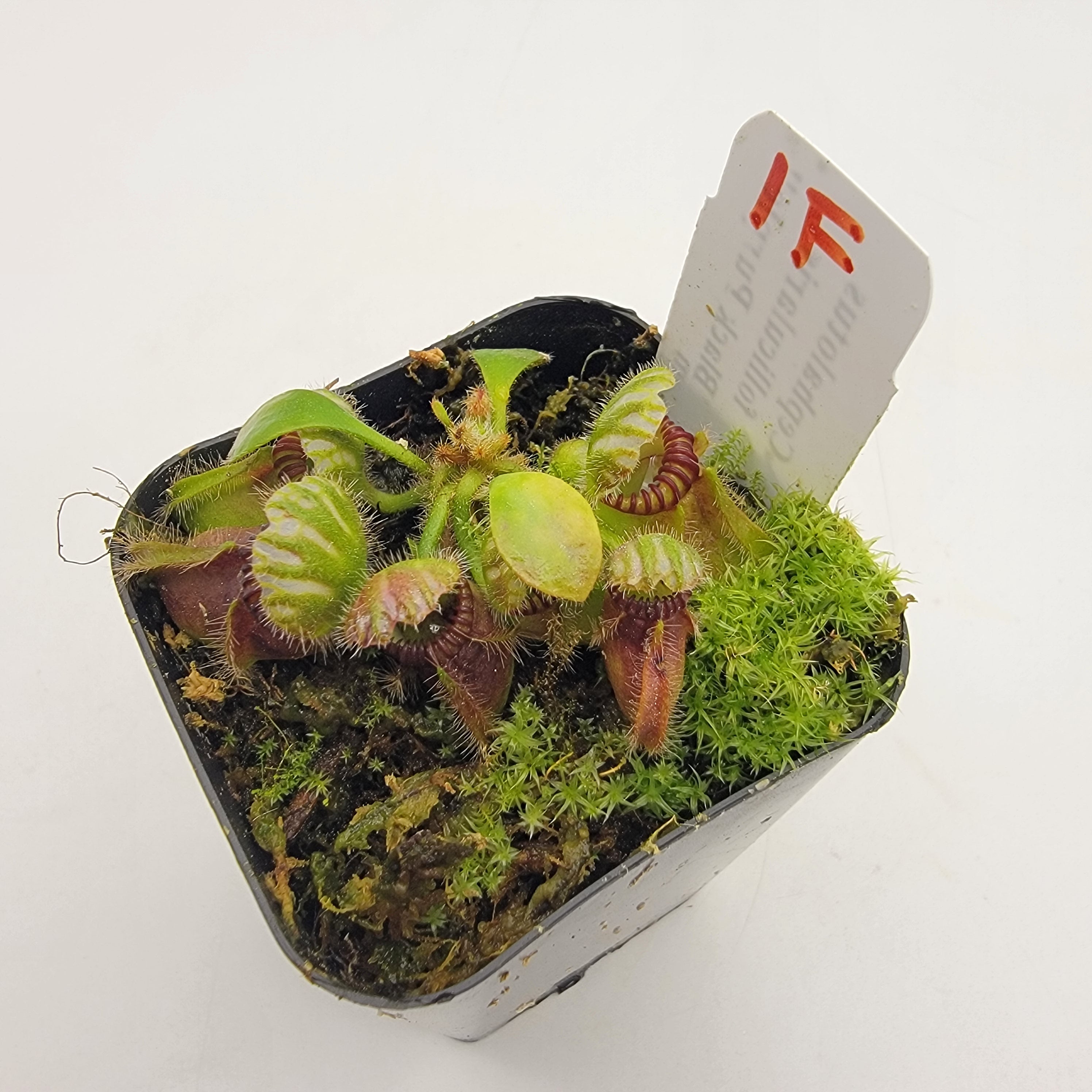 Cephalotus follicularis "Black Purple" WBP (1F-5F)