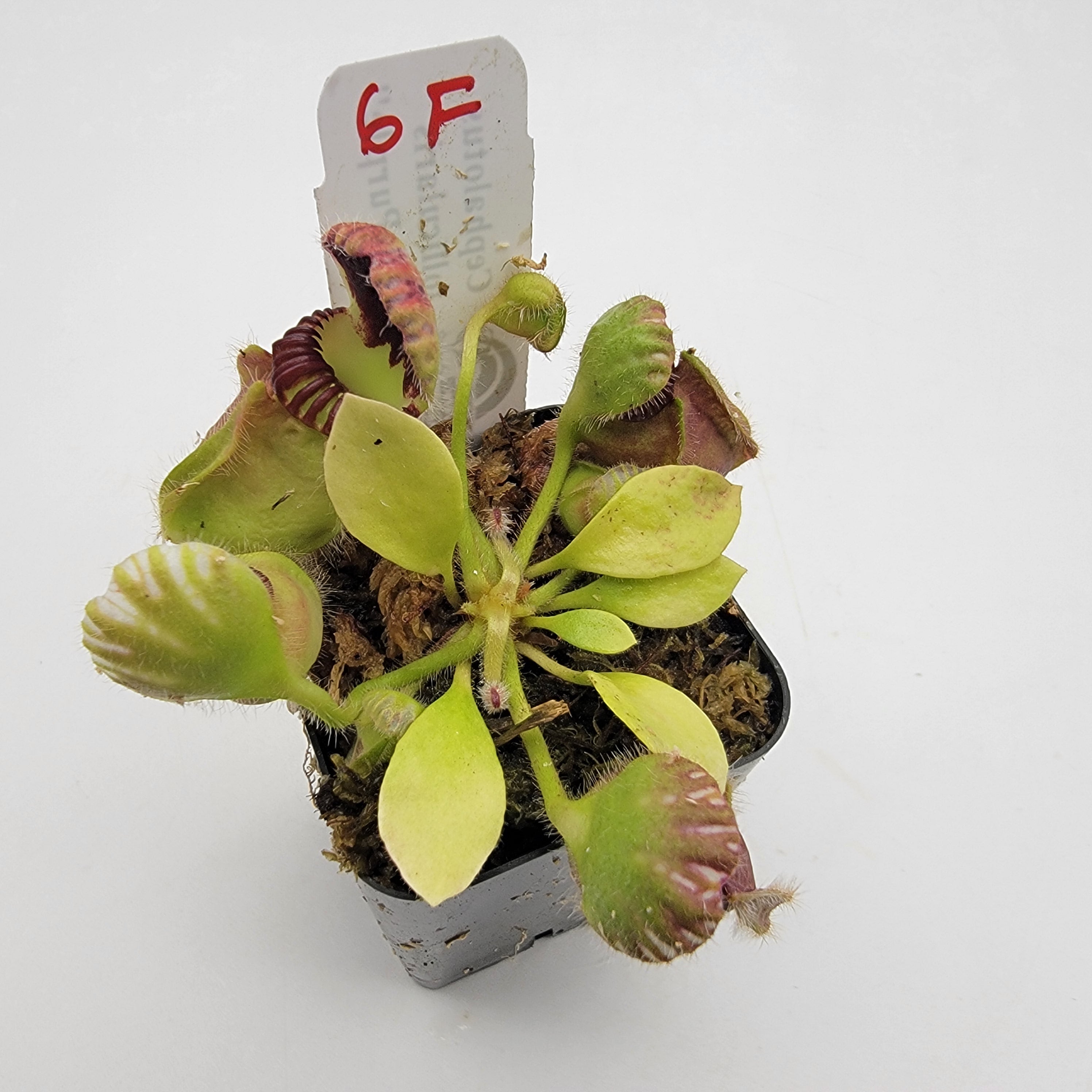 Cephalotus follicularis "Black Purple" WBP (1F-5F)