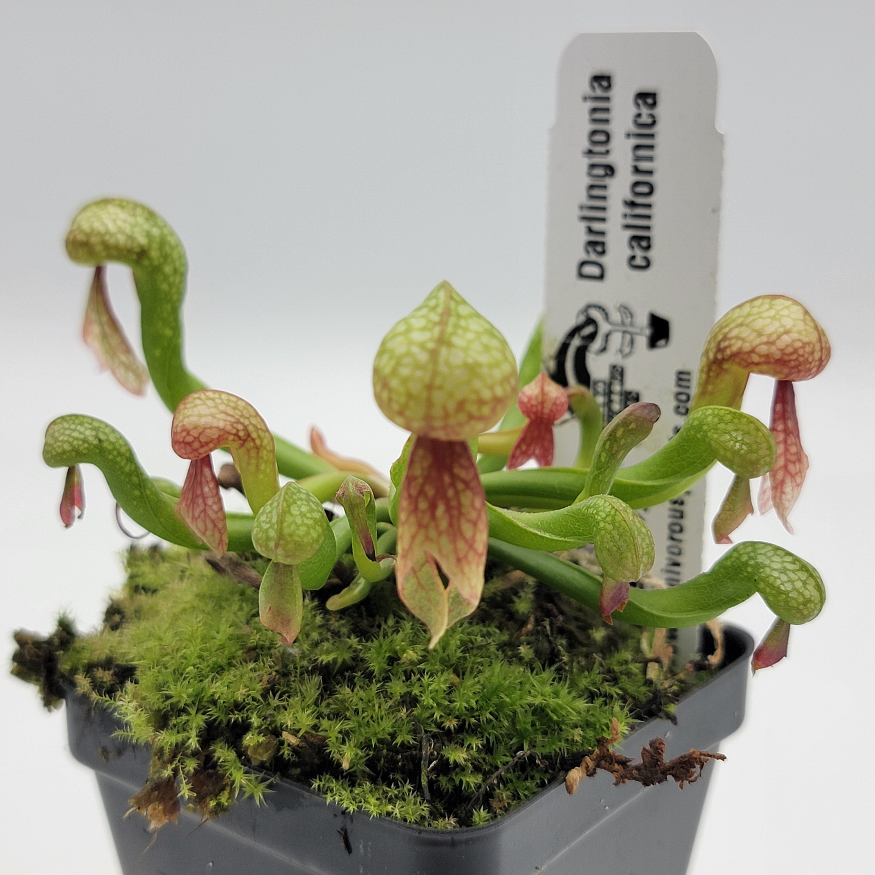 Darlingtonia Californica