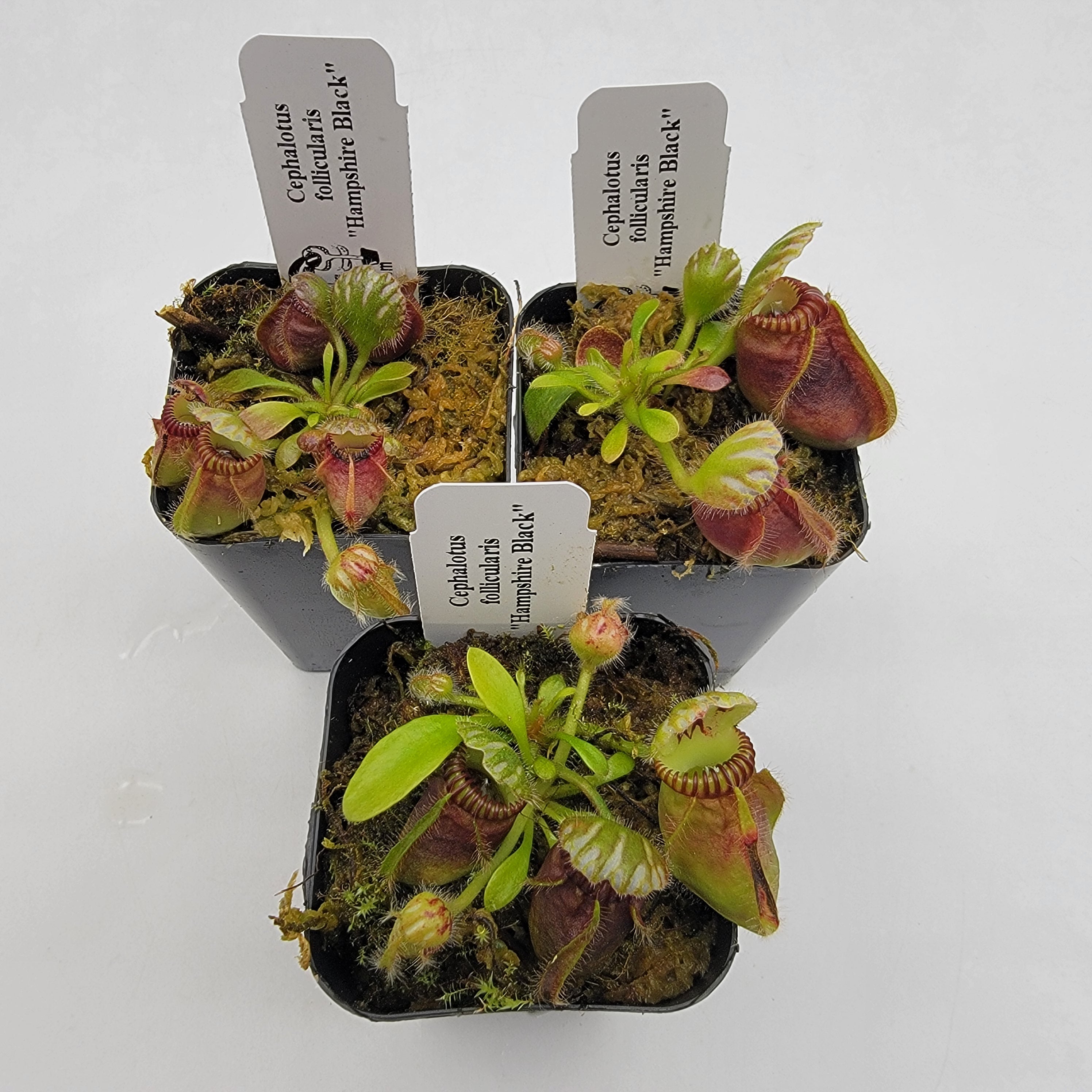Cephalotus follicularis "Hampshire Black"