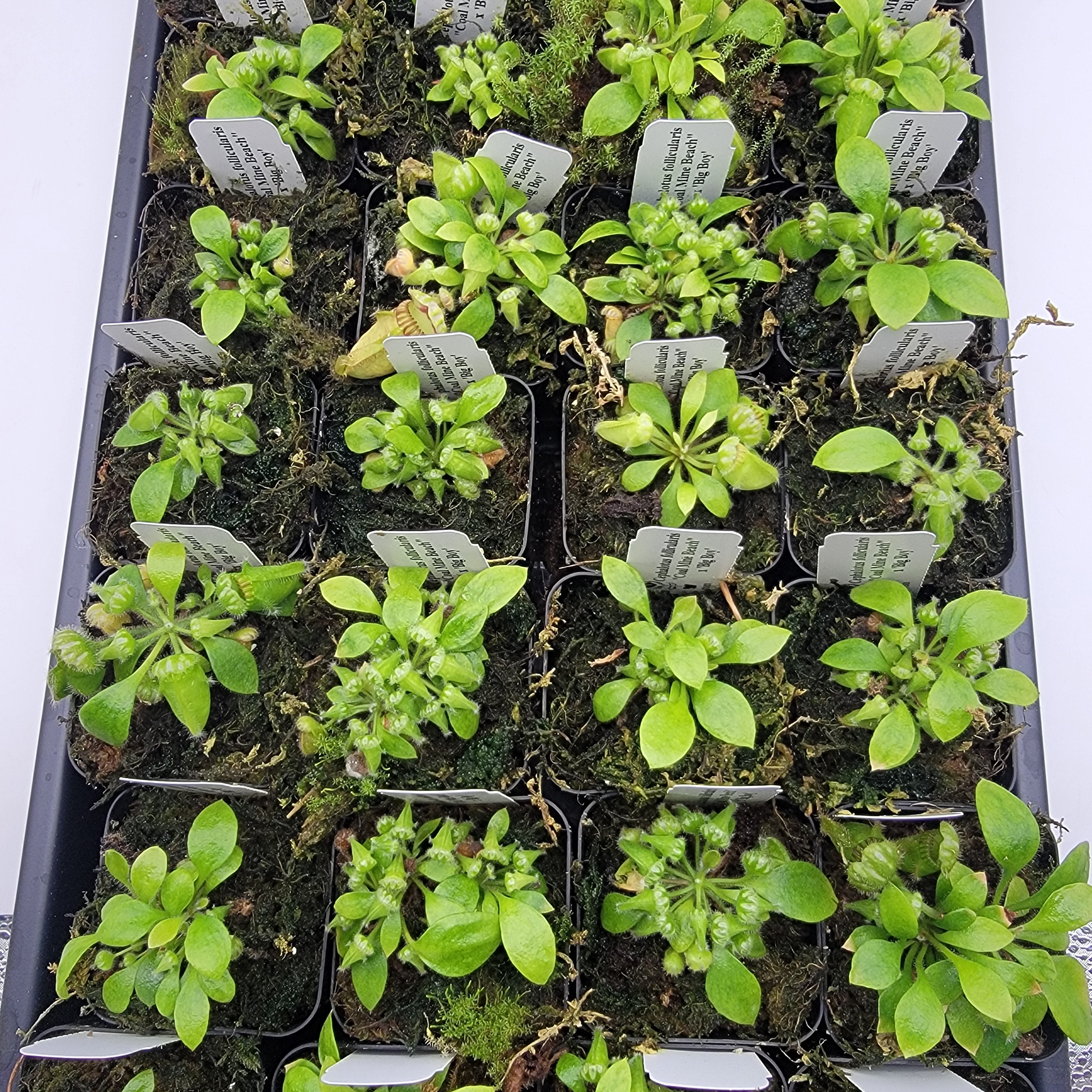 Cephalotus follicularis "Coal Mine Beach" x 'Big Boy' -Cephalotus -Rainbow Carnivorous Plants LLC