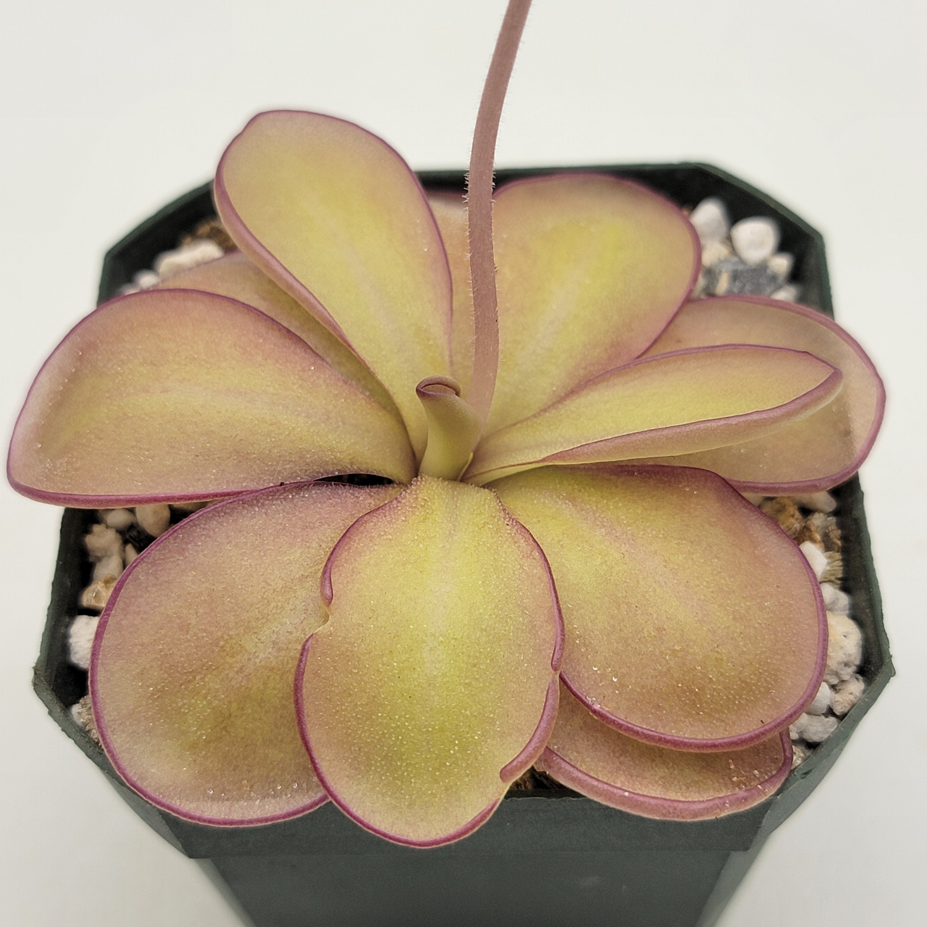 Pinguicula agnata "Scented Flower" x (laueana CP2 x emarginata)