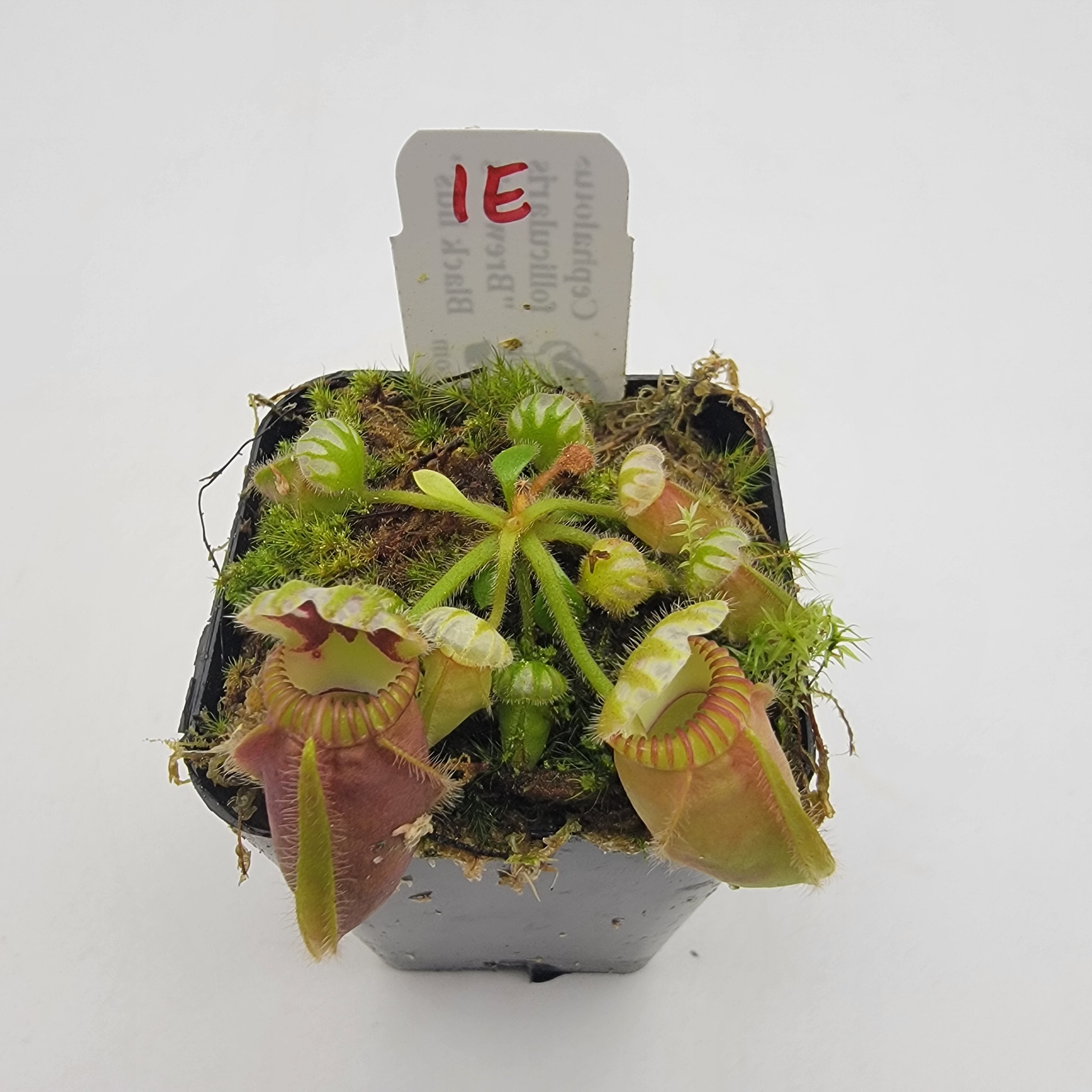 Cephalotus follicularis "Brewer's Black Lids" WBL-(1E-10E)