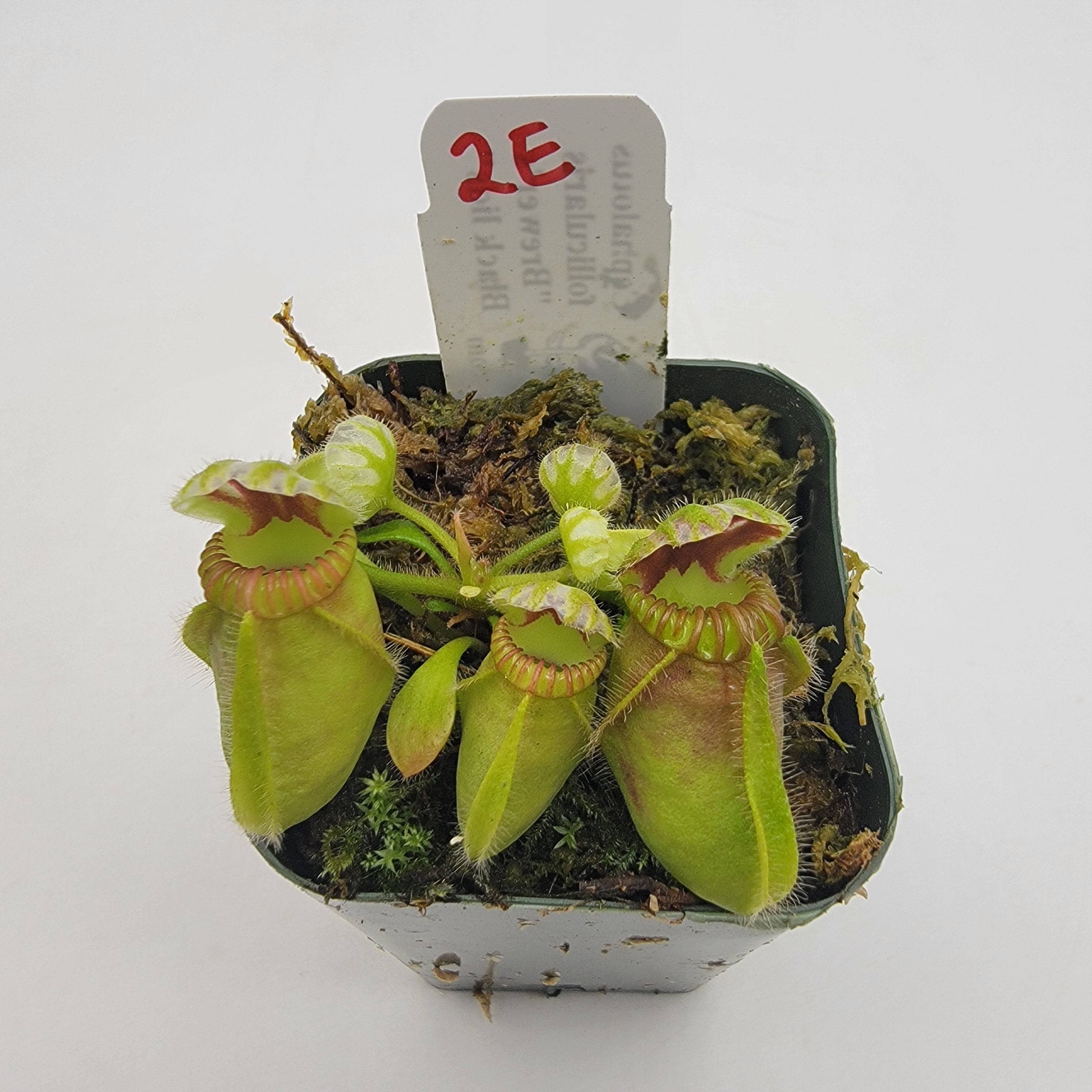 Cephalotus follicularis "Brewer's Black Lids" WBL-(1E-10E)