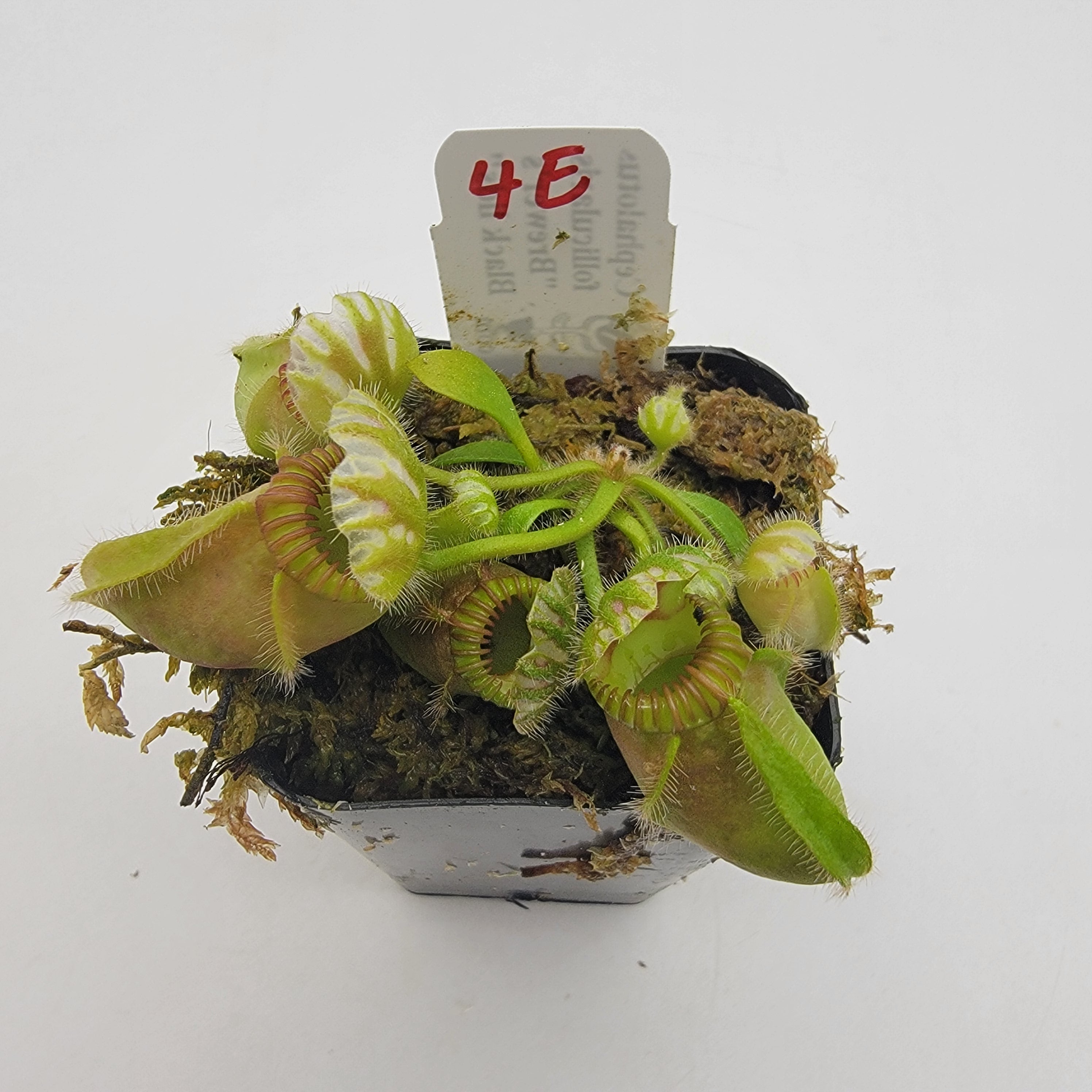Cephalotus follicularis "Brewer's Black Lids" WBL-(1E-10E)