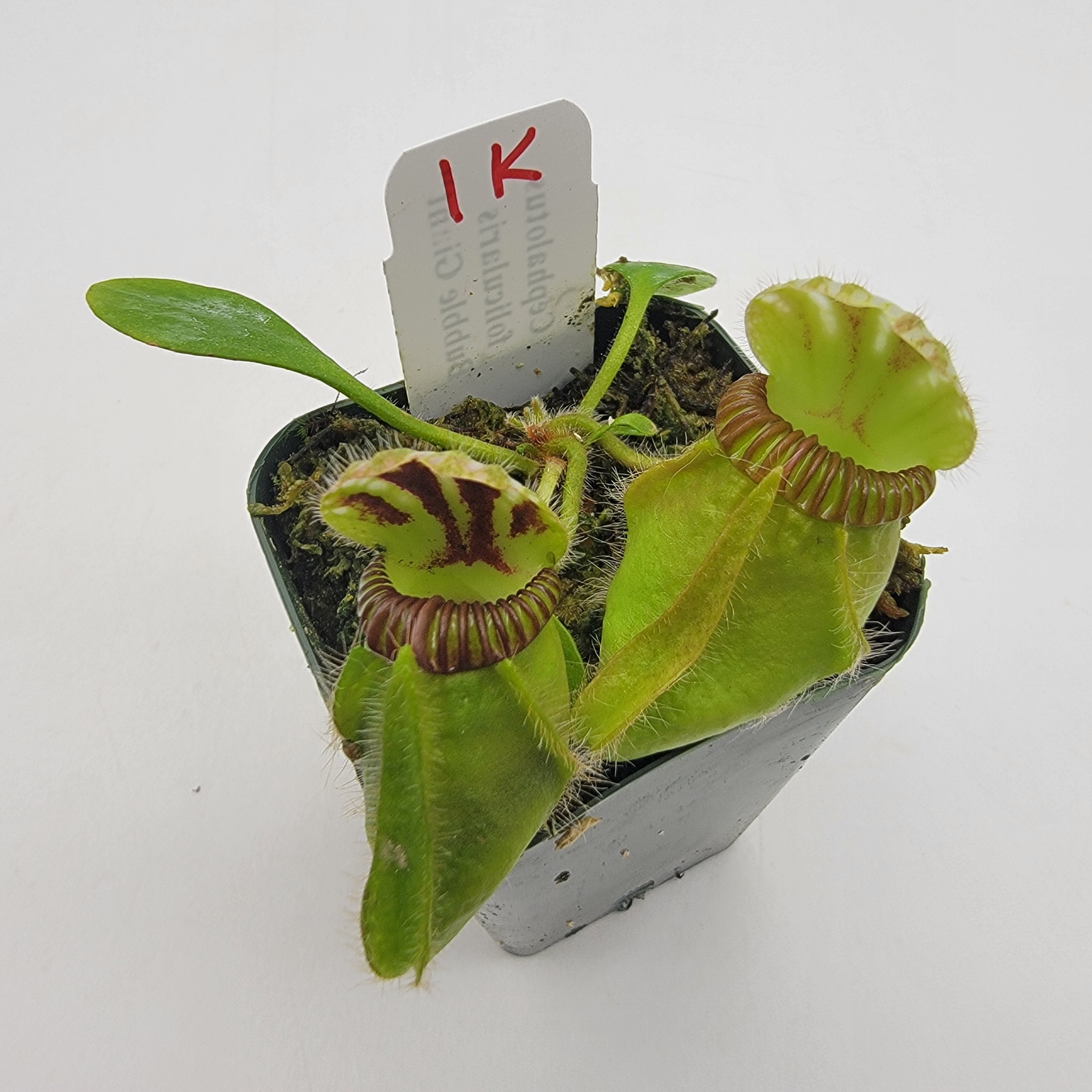 Cephalotus follicularis "Bubble Giant" WBG (1K-9K)