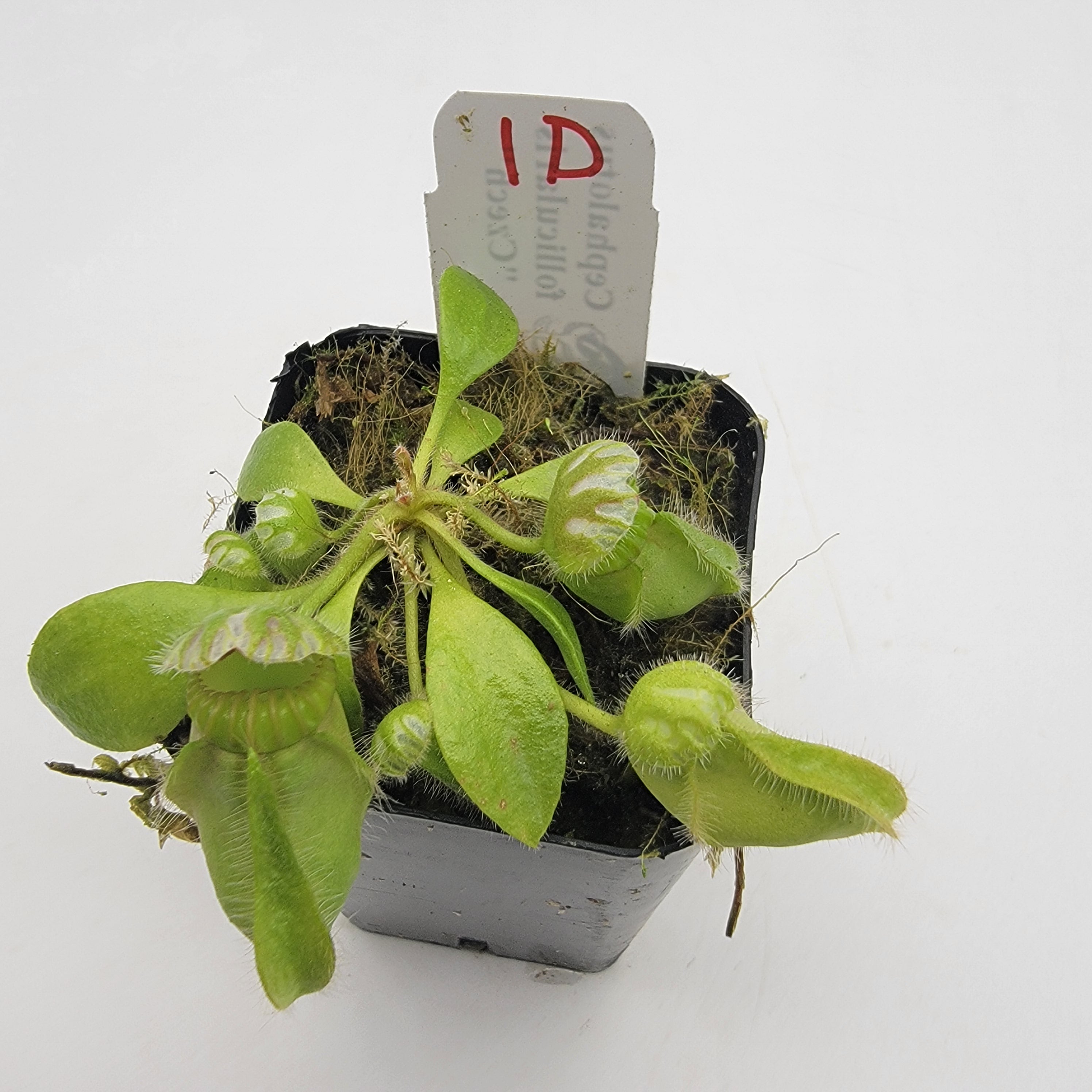 Cephalotus follicularis "Czech" WCZ (1D-5D)