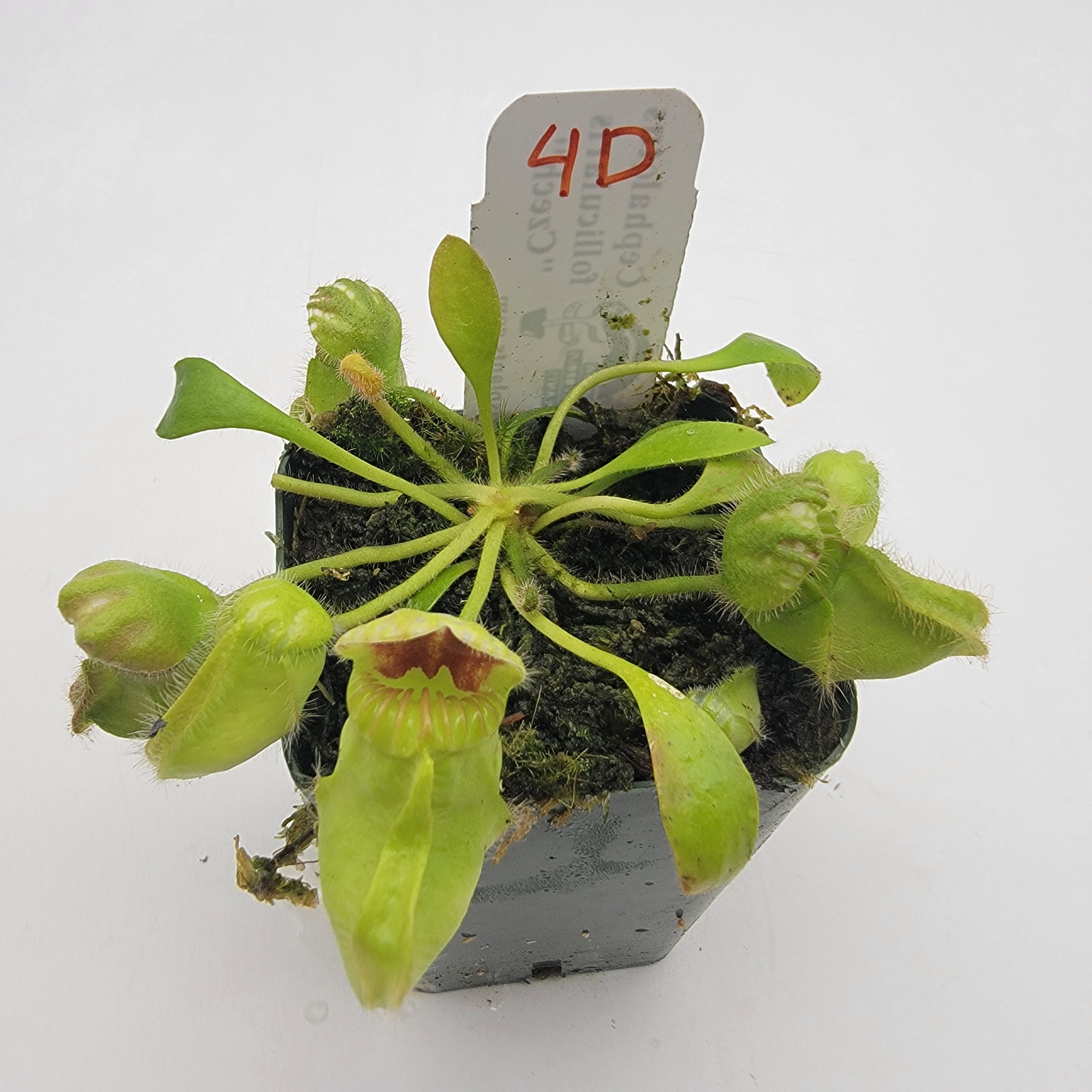 Cephalotus follicularis "Czech" WCZ (1D-5D)