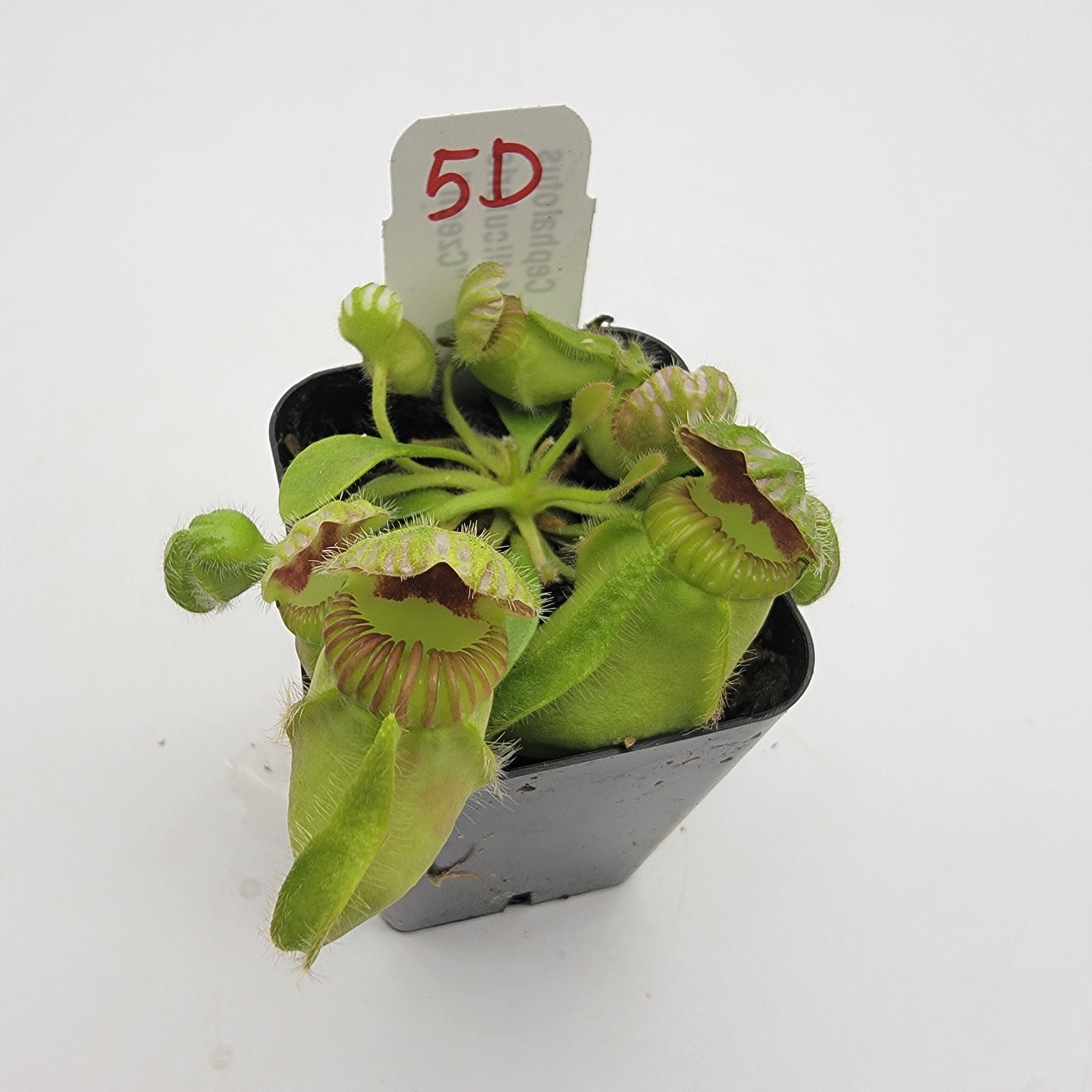 Cephalotus follicularis "Czech" WCZ (1D-5D)