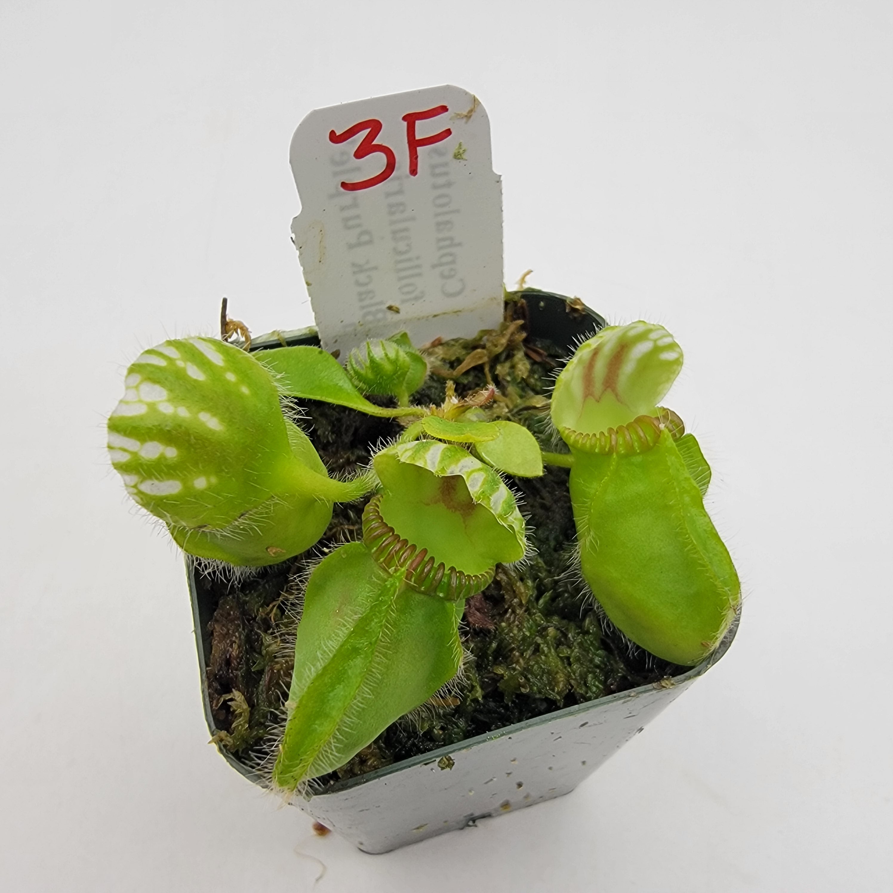 Cephalotus follicularis "Black Purple" WBP (1F-5F)
