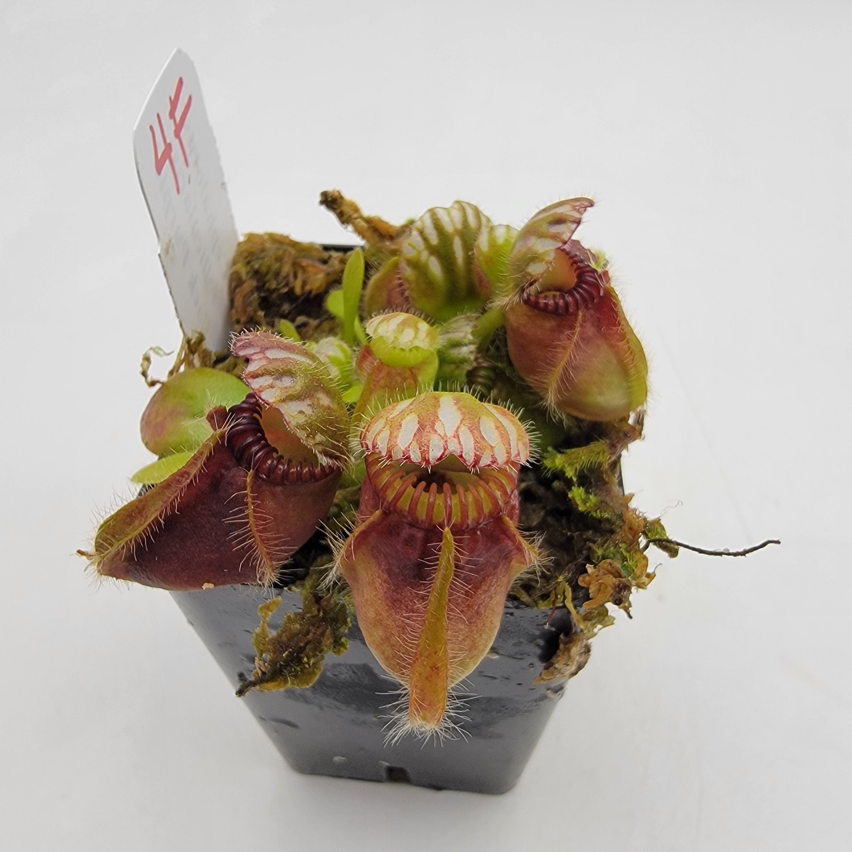 Cephalotus follicularis "Black Purple" WBP (1F-5F)