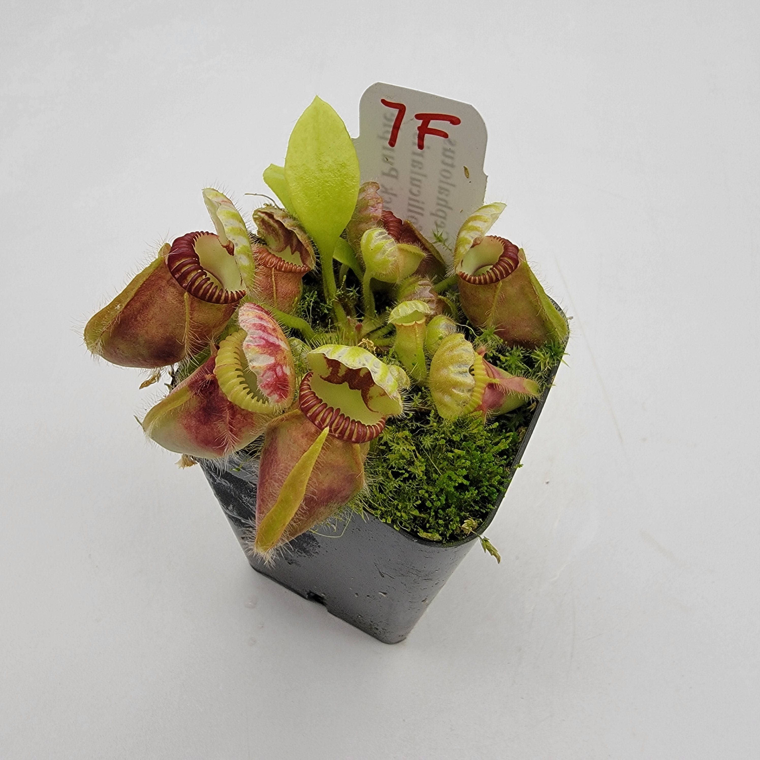 Cephalotus follicularis "Black Purple" WBP (1F-5F)