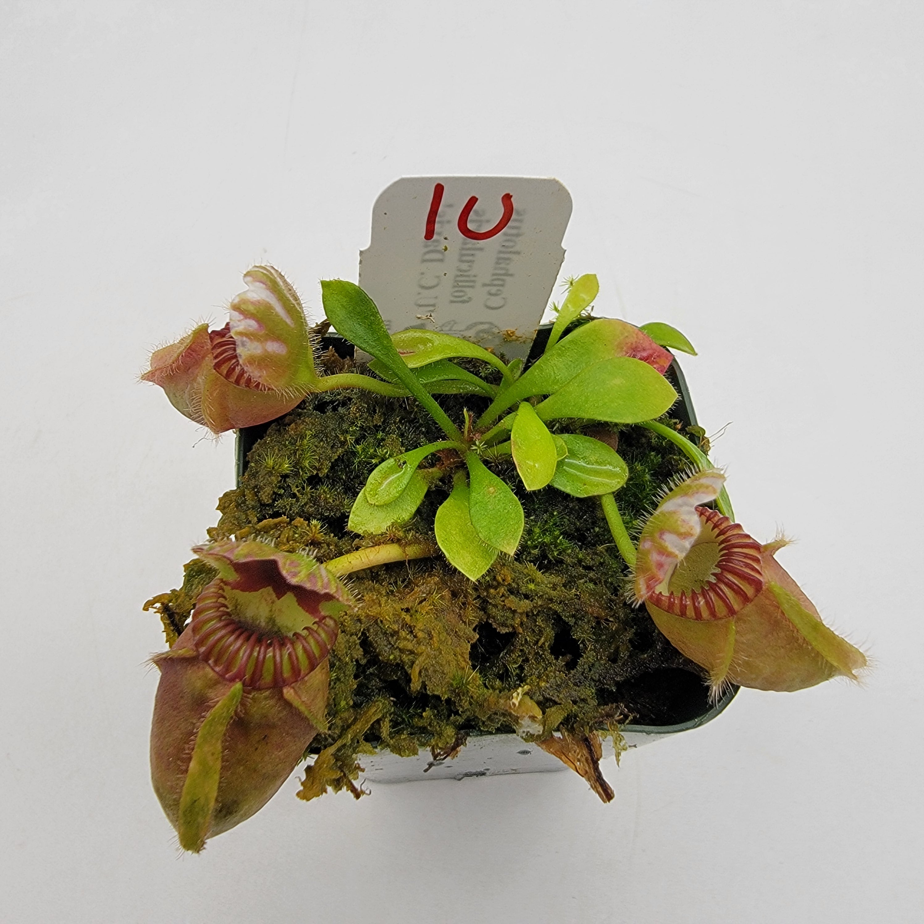 Cephalotus follicularis "UC Davis"
