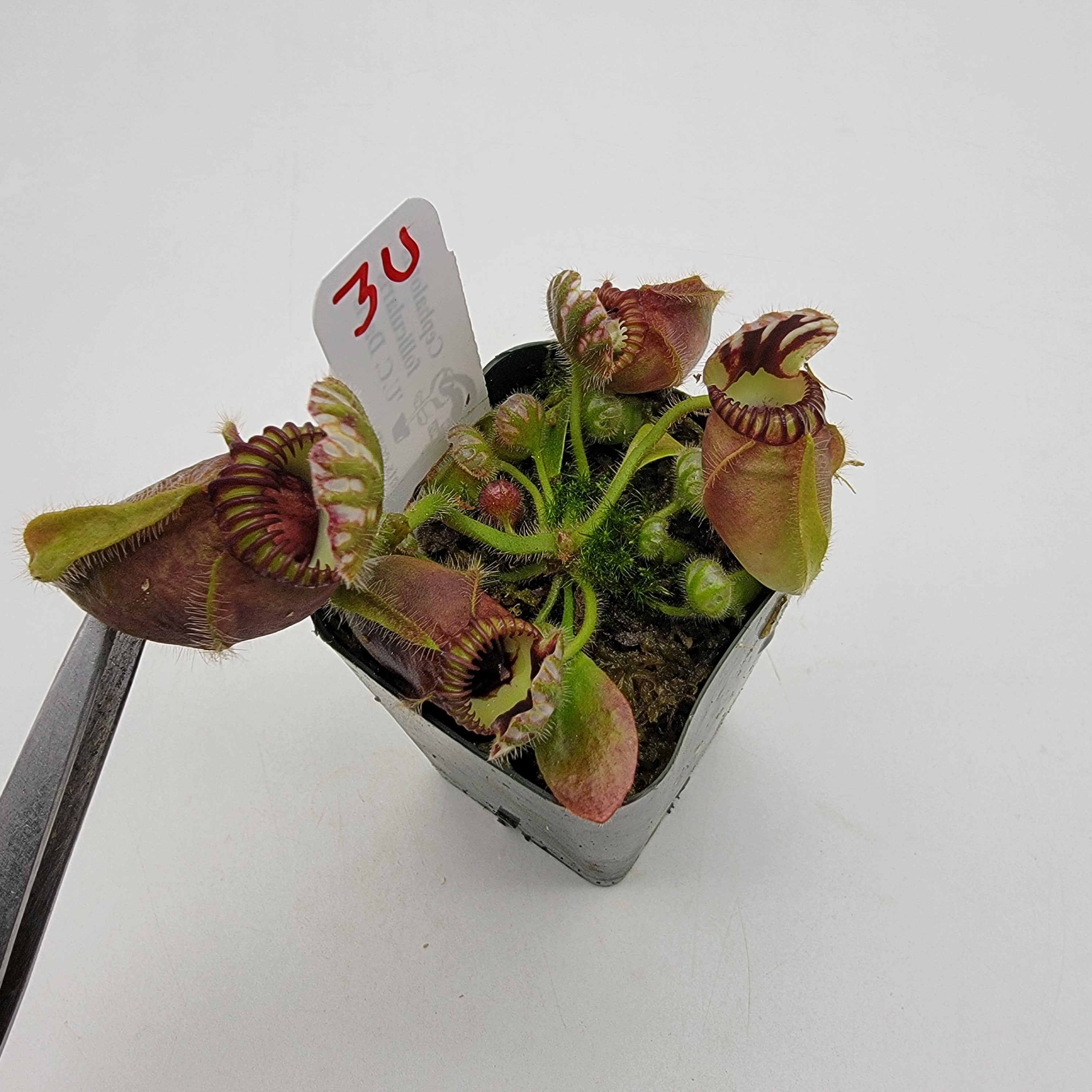 Cephalotus follicularis "UC Davis" -Cephalotus -Rainbow Carnivorous Plants LLC