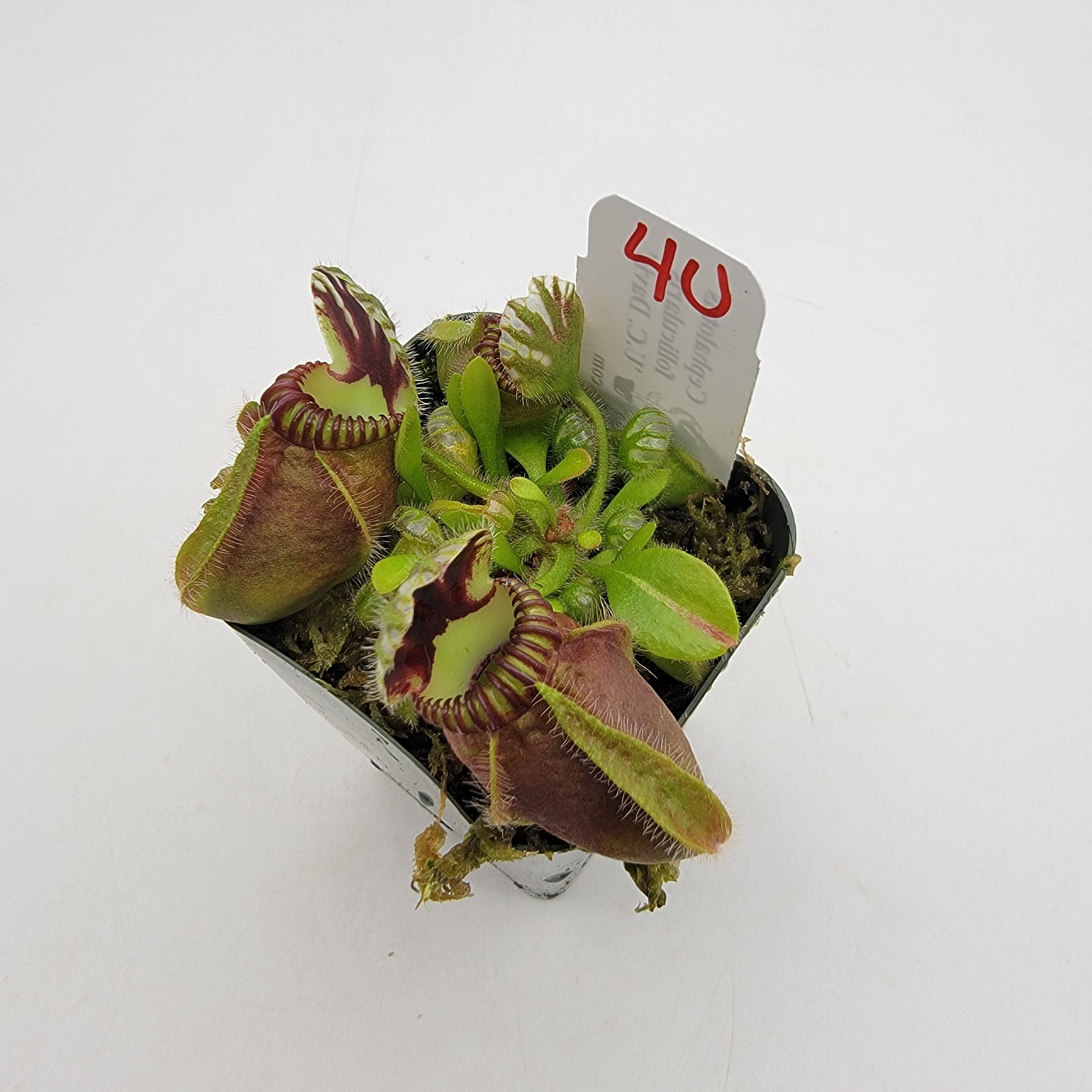 Cephalotus follicularis "UC Davis" -Cephalotus -Rainbow Carnivorous Plants LLC