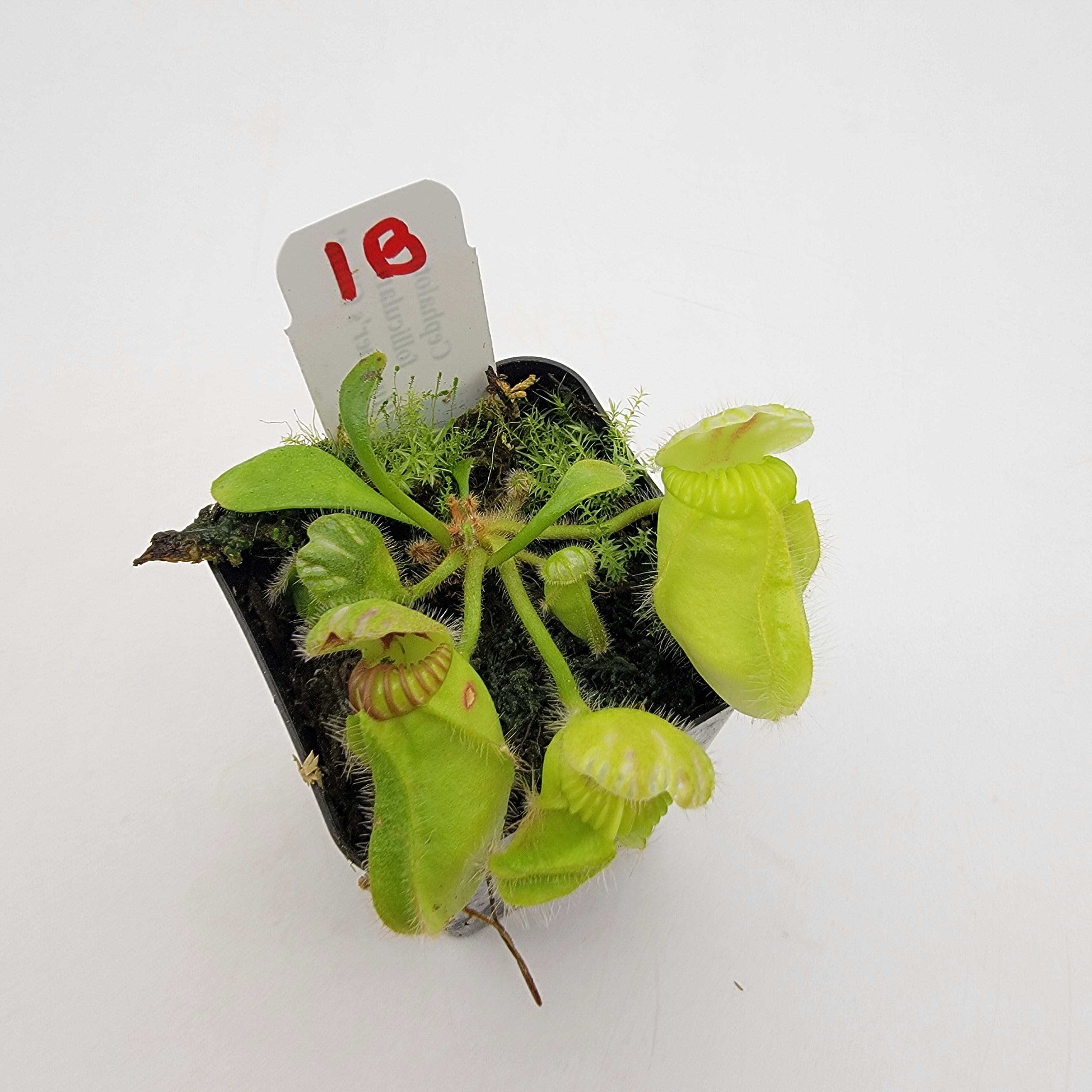 Cephalotus follicularis 'Hummer's Giant' WHG (1B-20B)