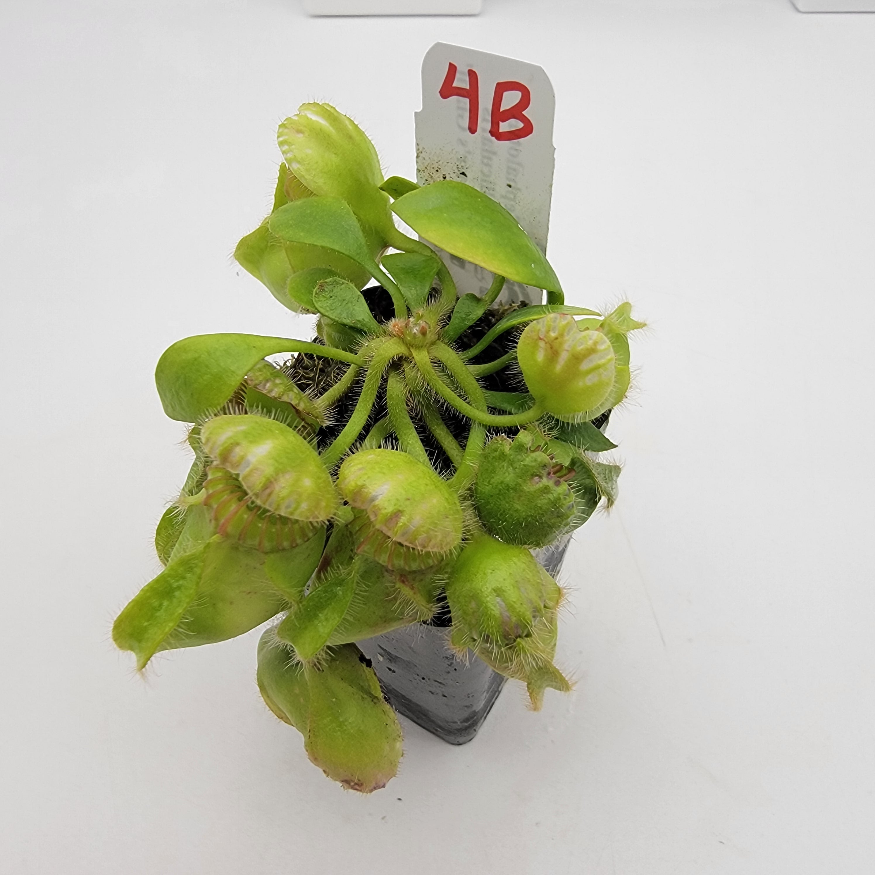 Cephalotus follicularis 'Hummer's Giant' WHG (1B-20B) -Cephalotus -Rainbow Carnivorous Plants LLC